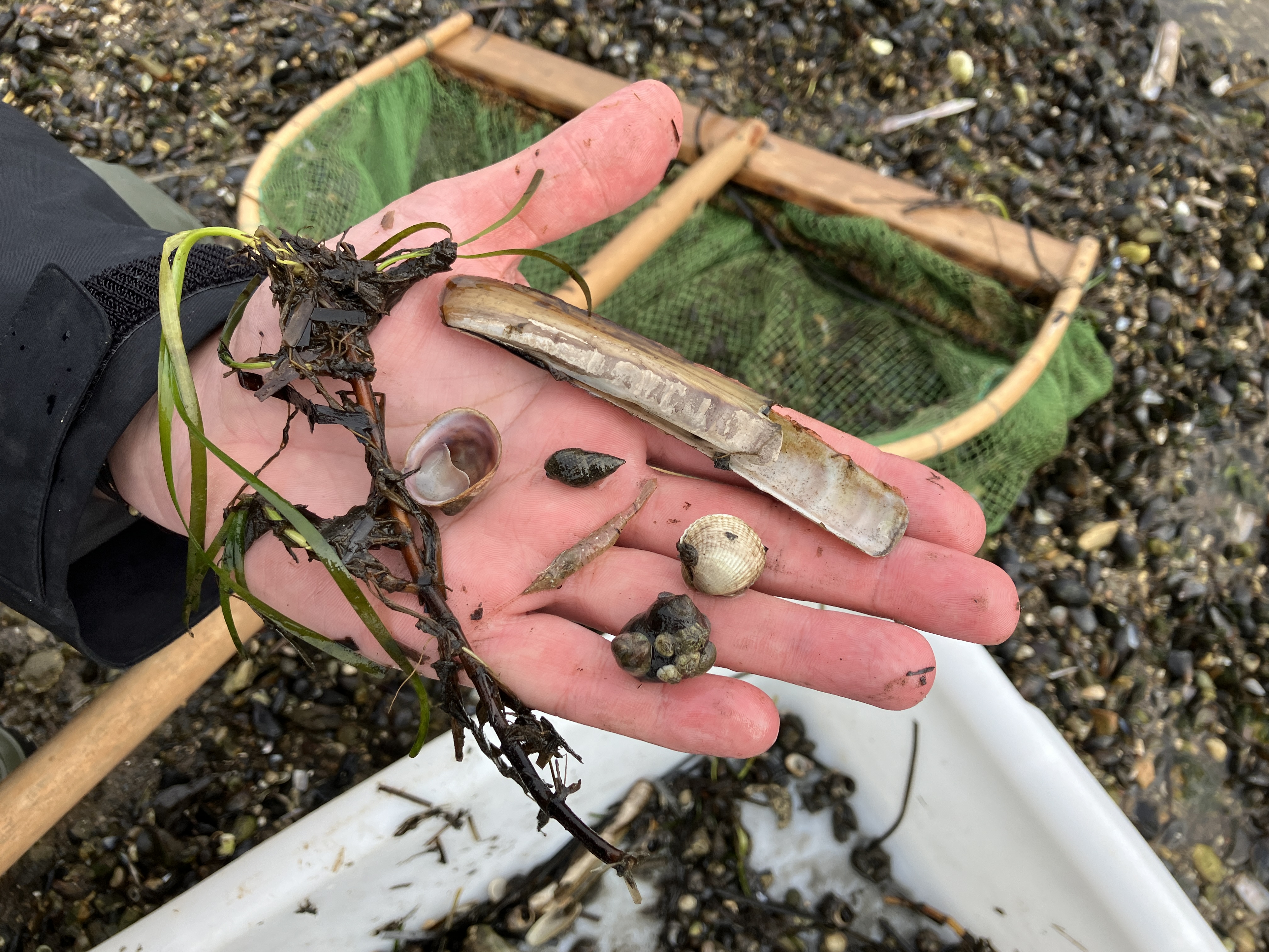 Naturvejleder viser krible krable fund fra Limfjorden