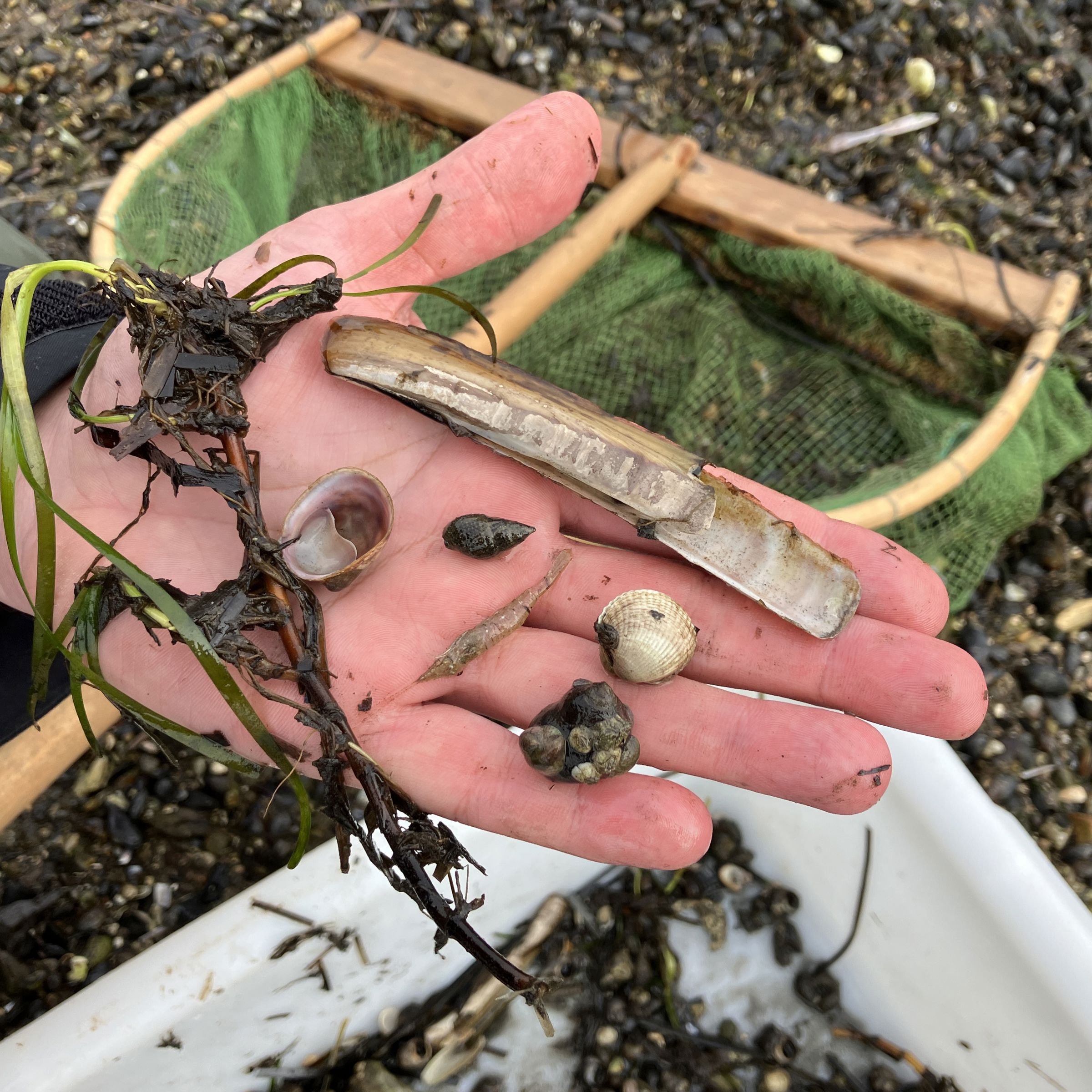 Naturvejleder viser krible krable fund fra Limfjorden