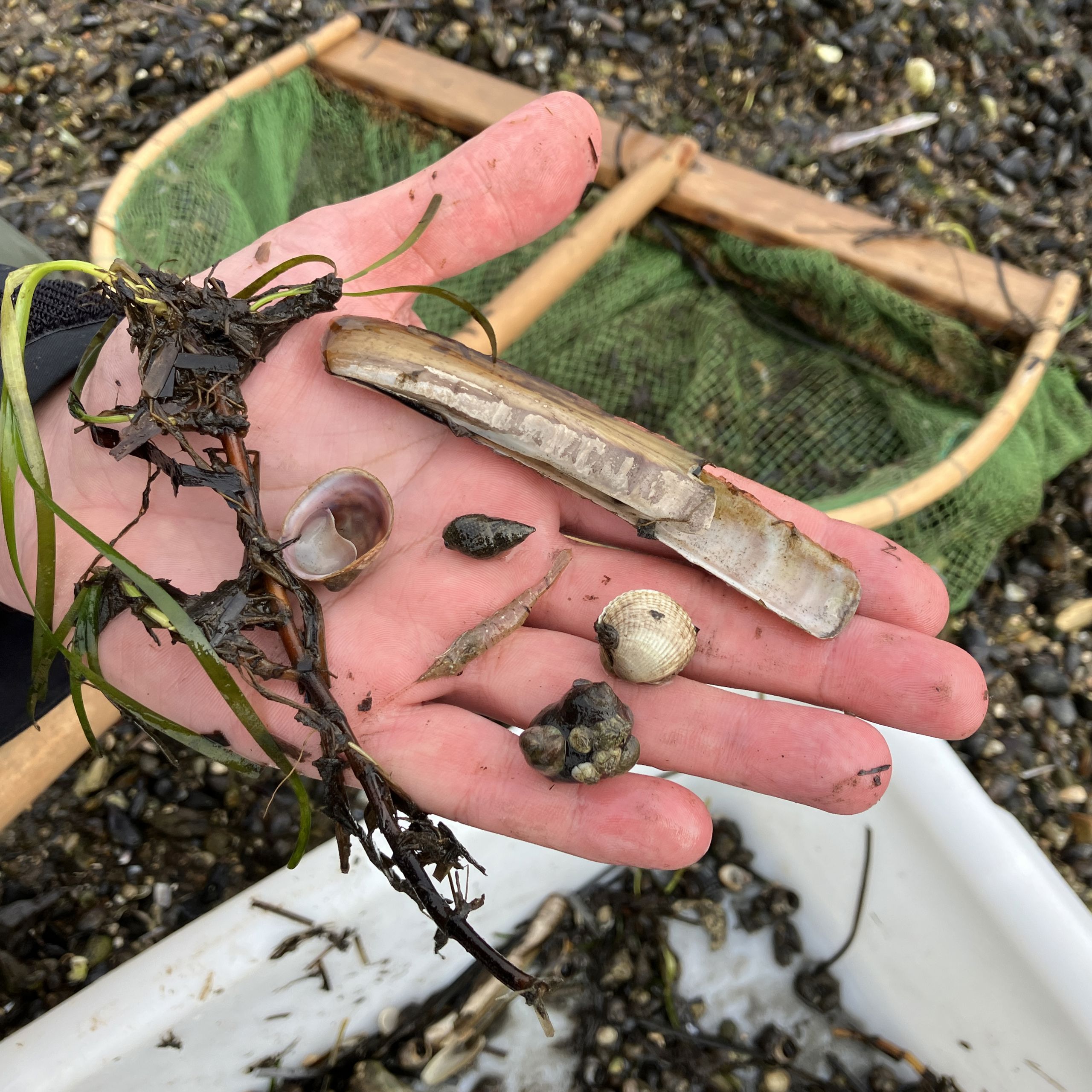 Naturvejleder viser krible krable fund fra Limfjorden