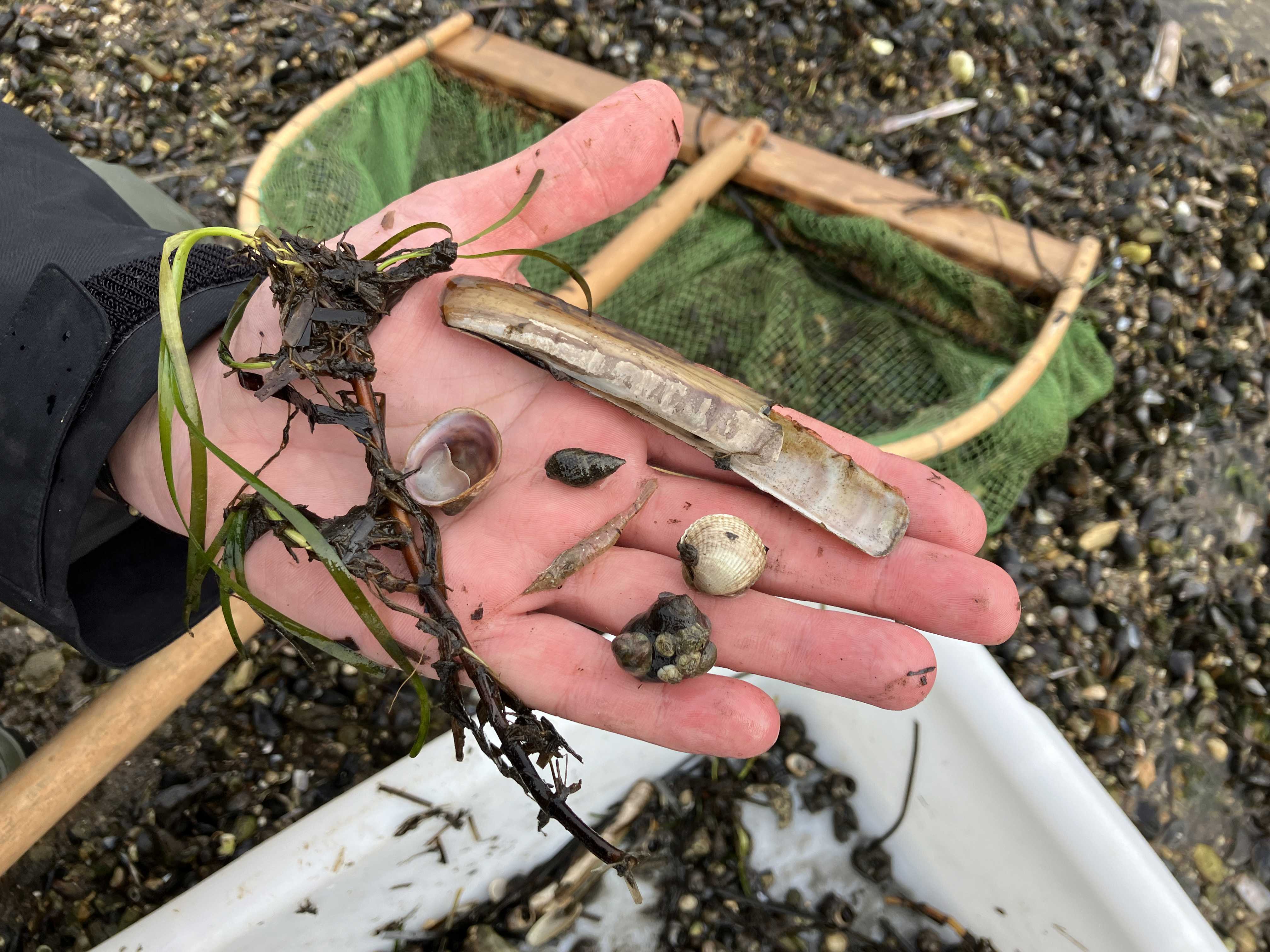 Naturvejleder viser krible krable fund fra Limfjorden