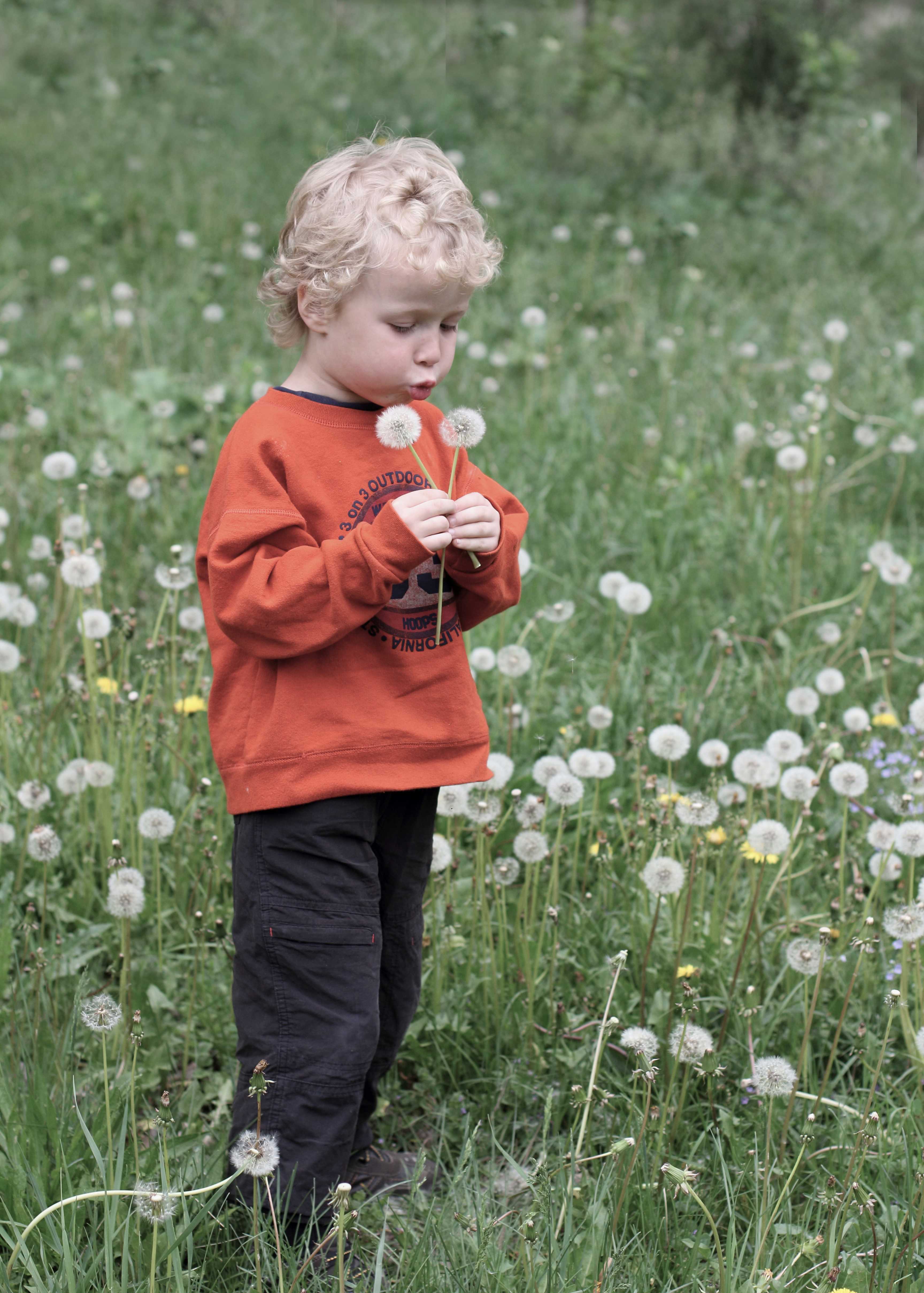 Dreng der puster til mælkebøtter
