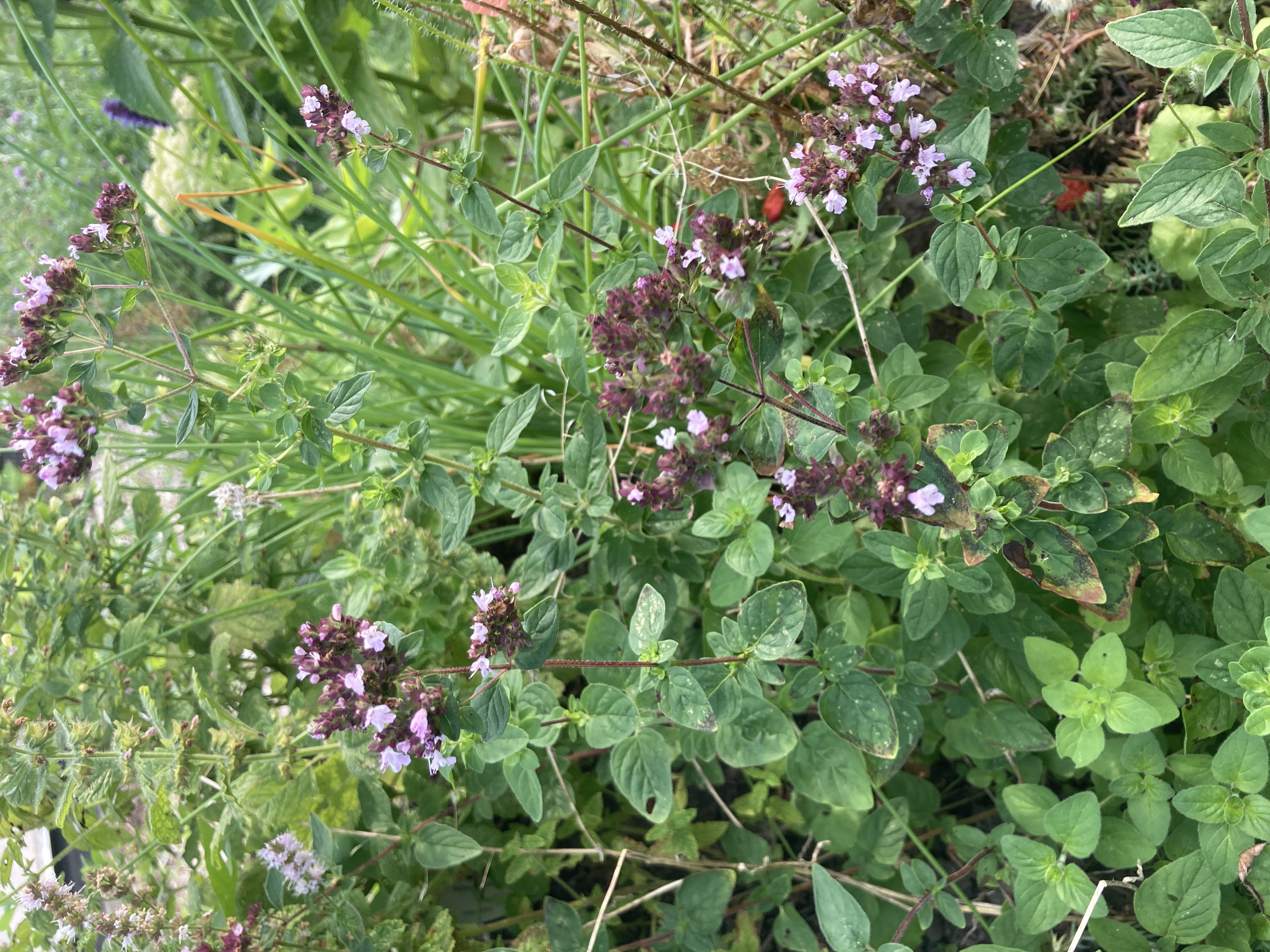 Oregano