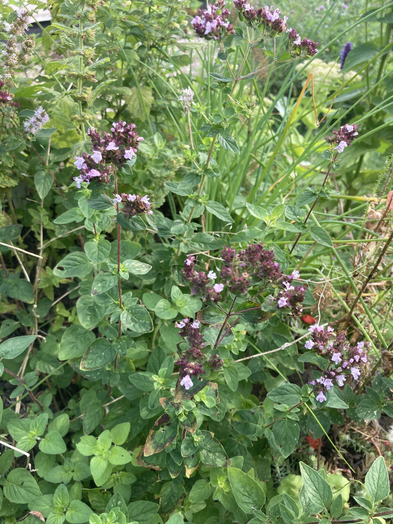 Oregano