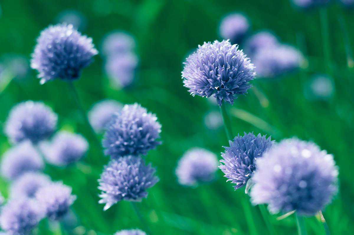 Kongensknapper på en mark