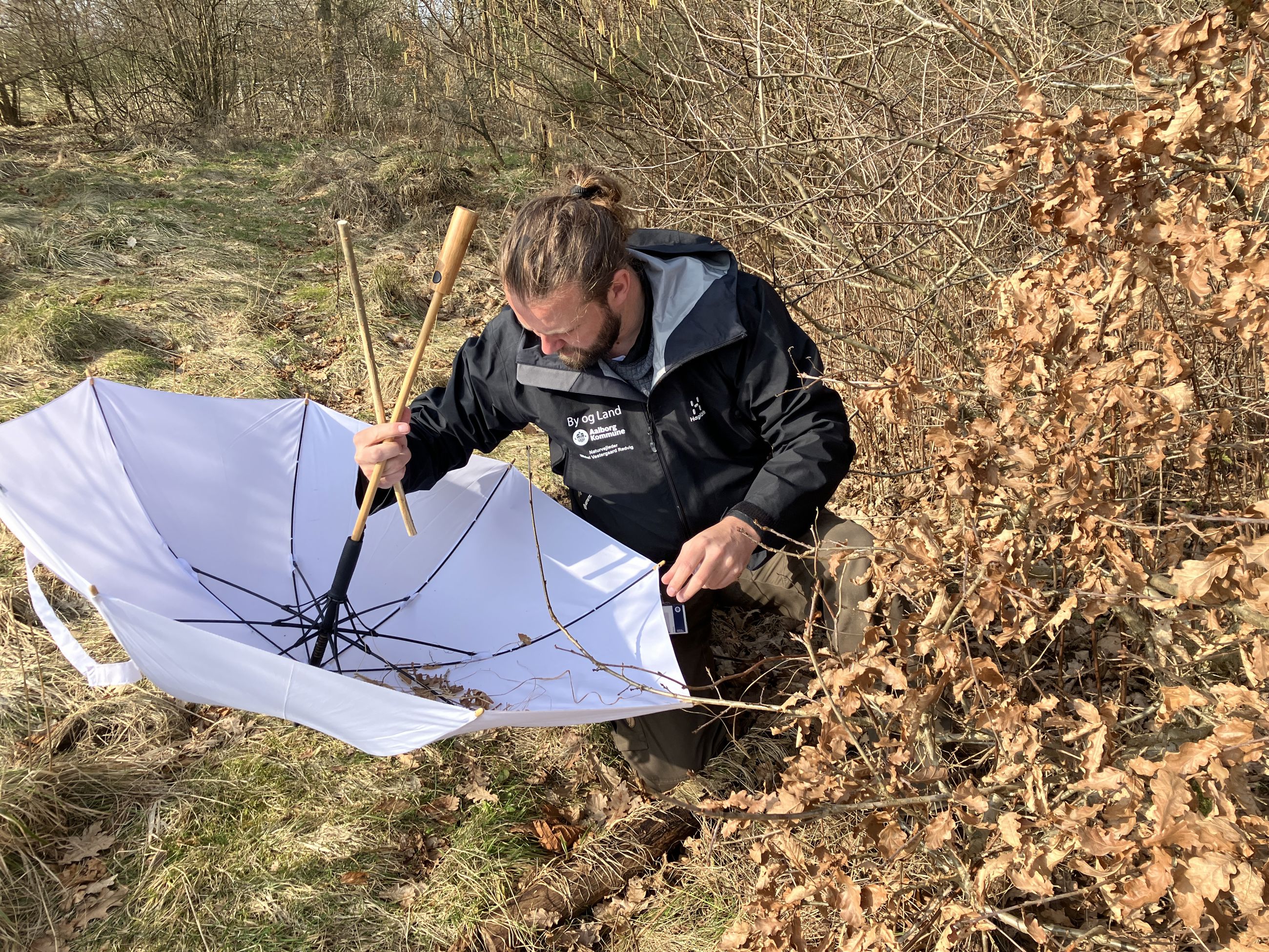 Naturvejleder finder insekter med en paraply