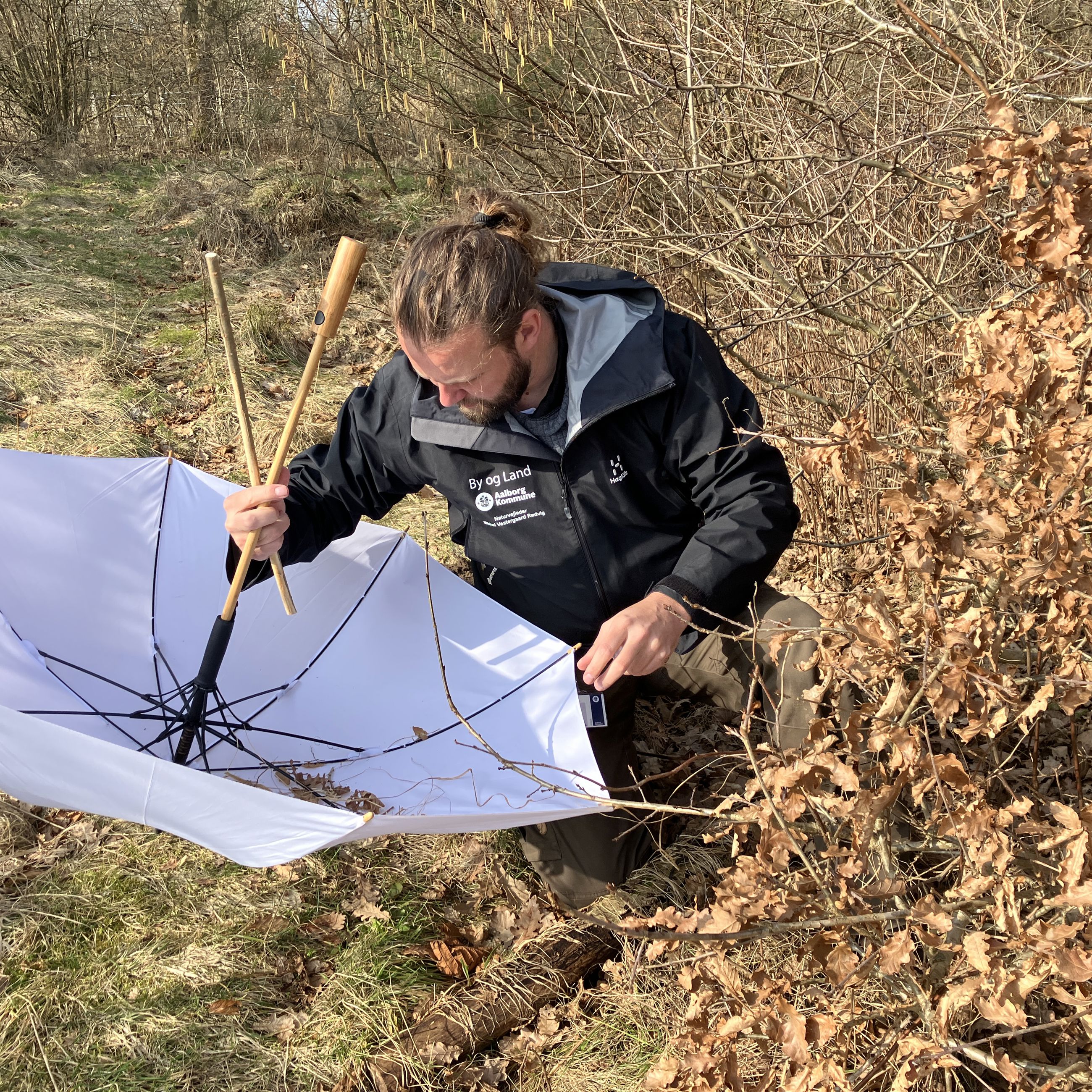 Naturvejleder finder insekter med en paraply