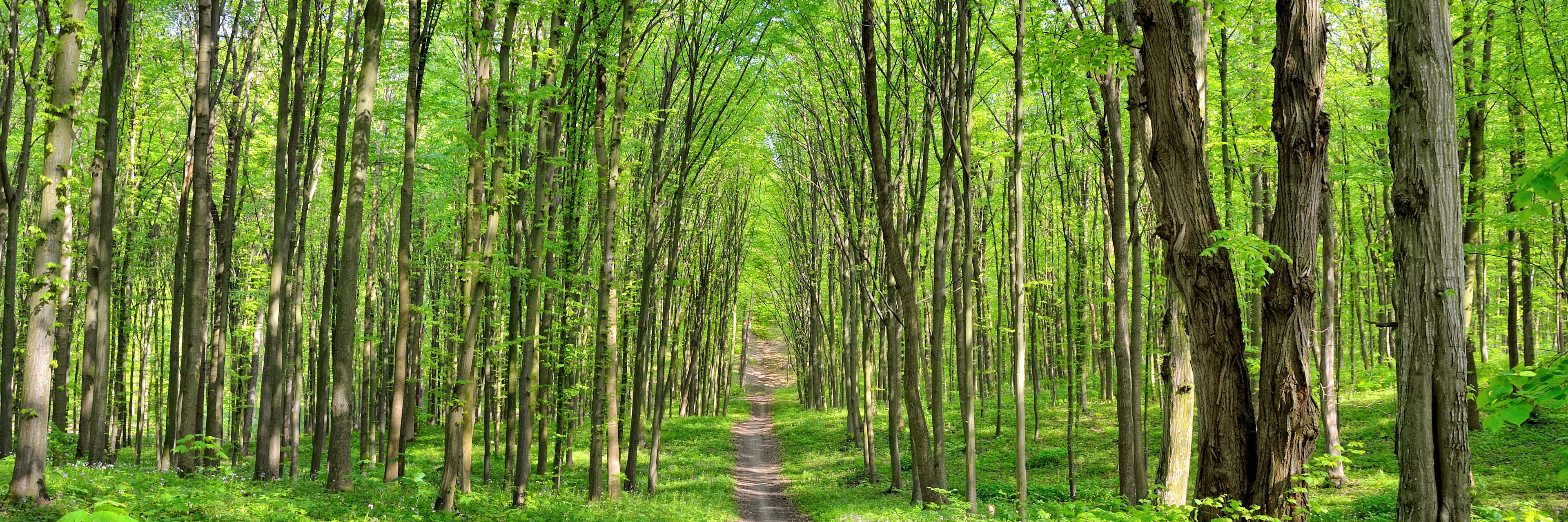 Sti gennem grøn skov