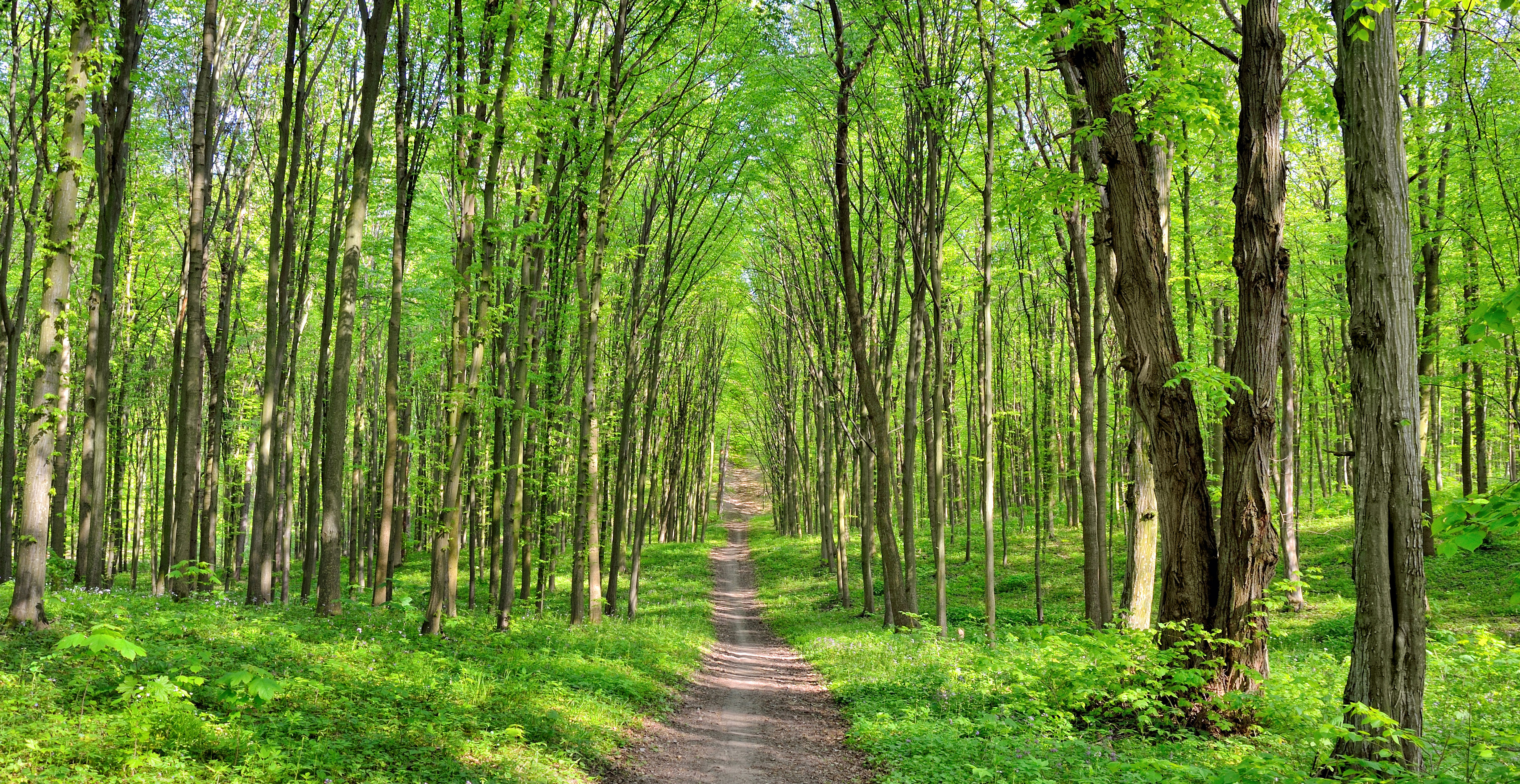 Sti gennem grøn skov