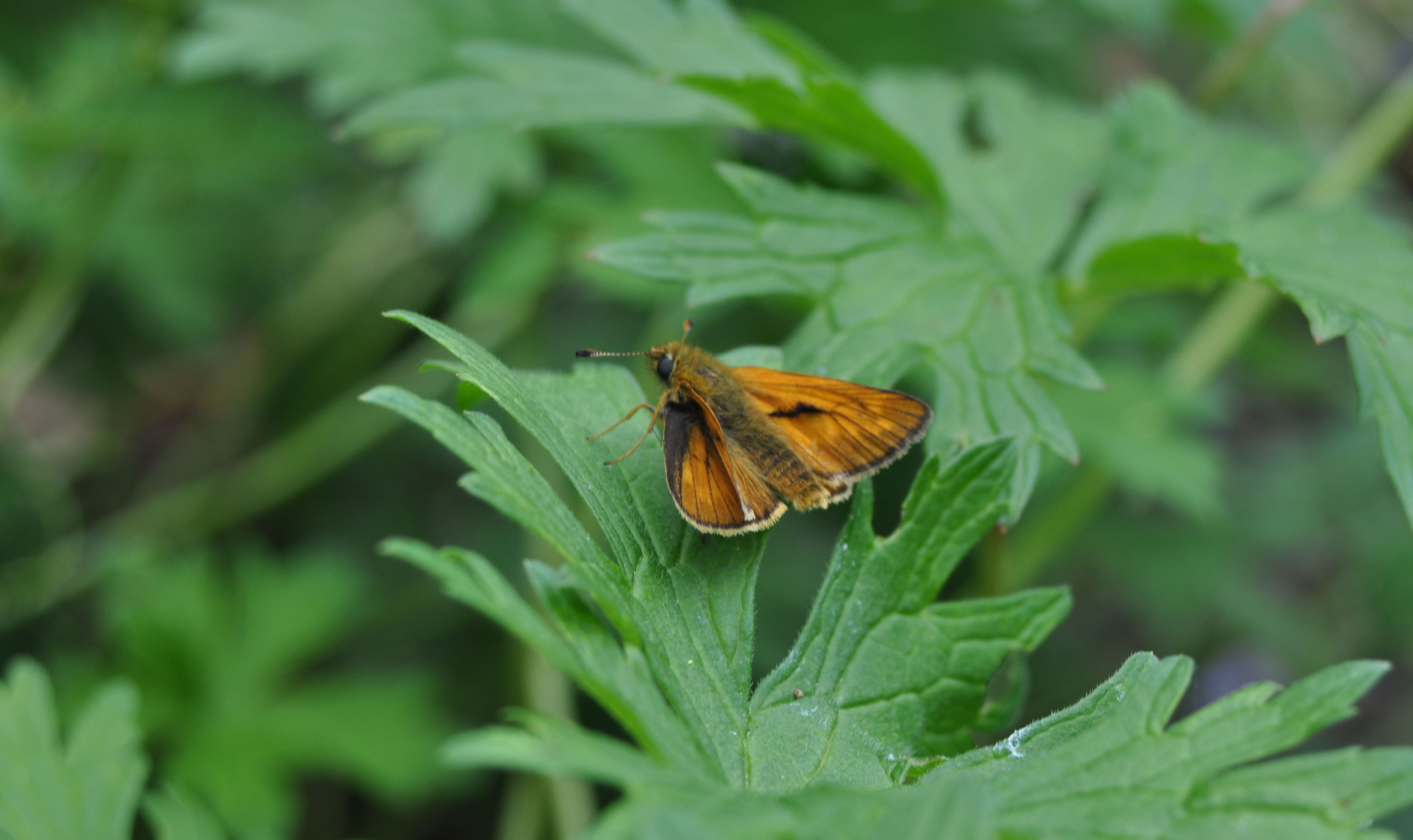 Skråstregbredpande På Storkenæb