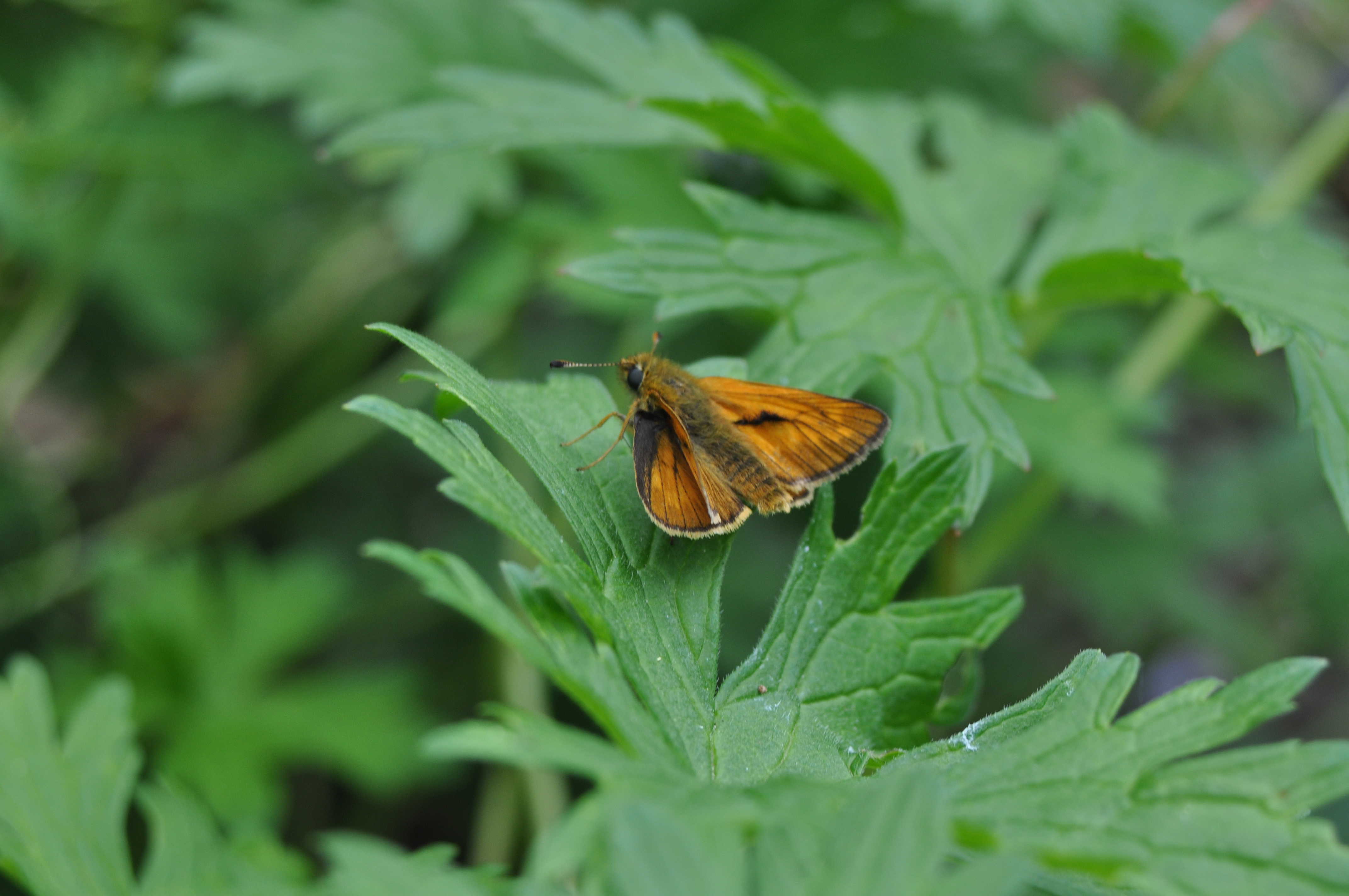 Skråstregbredpande På Storkenæb