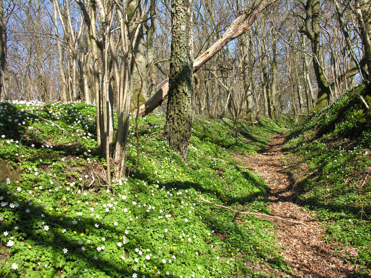 Anemoner i Lundby Krat