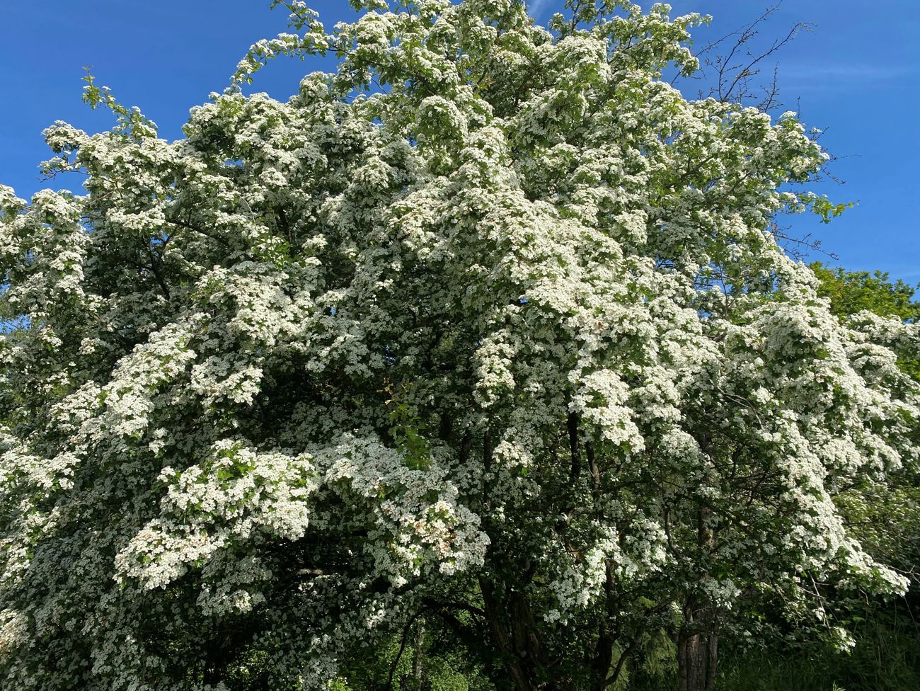 Hvidtjørn i blomst