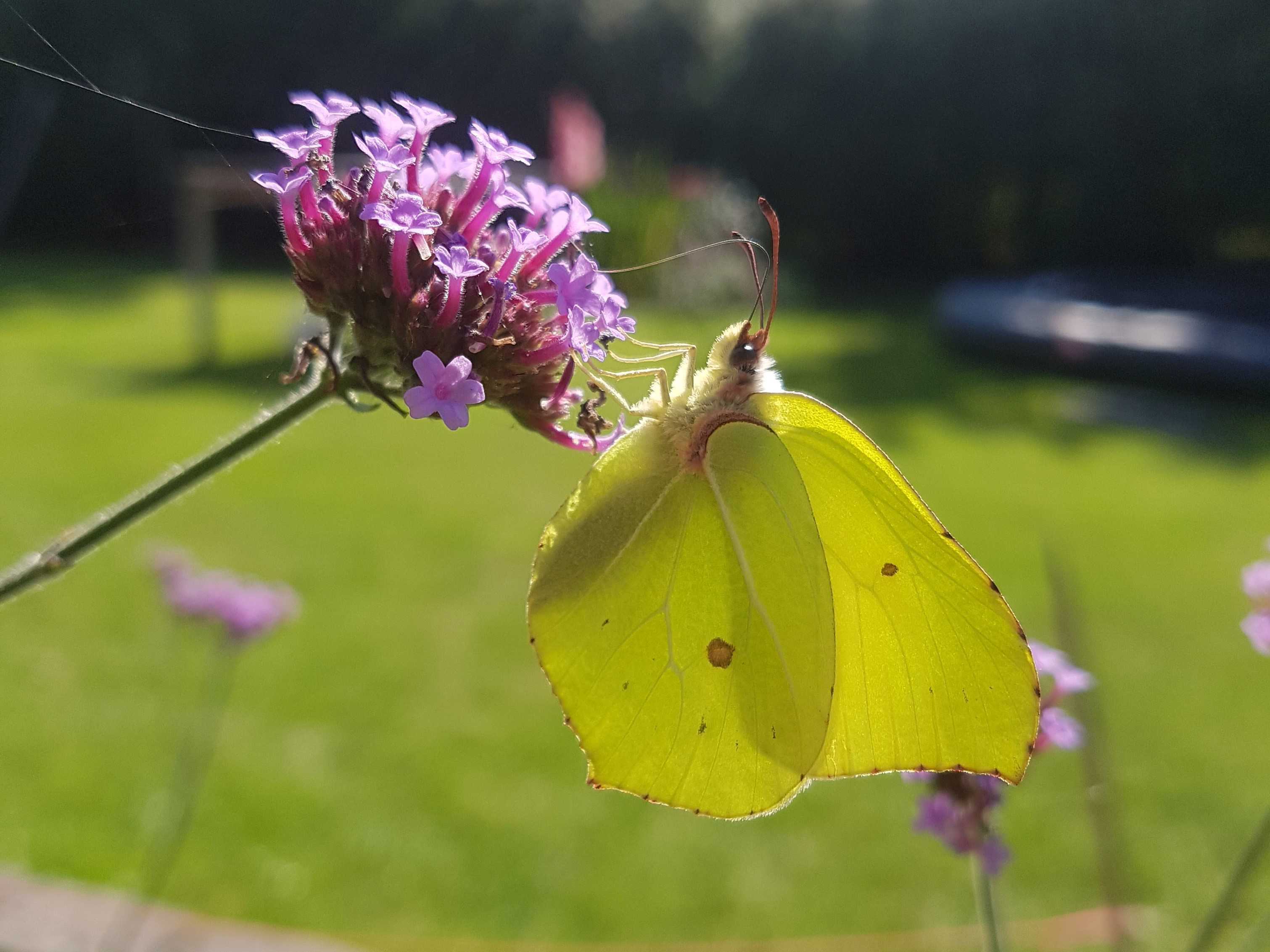 Citronsommerfugl på kæmpe jernurt