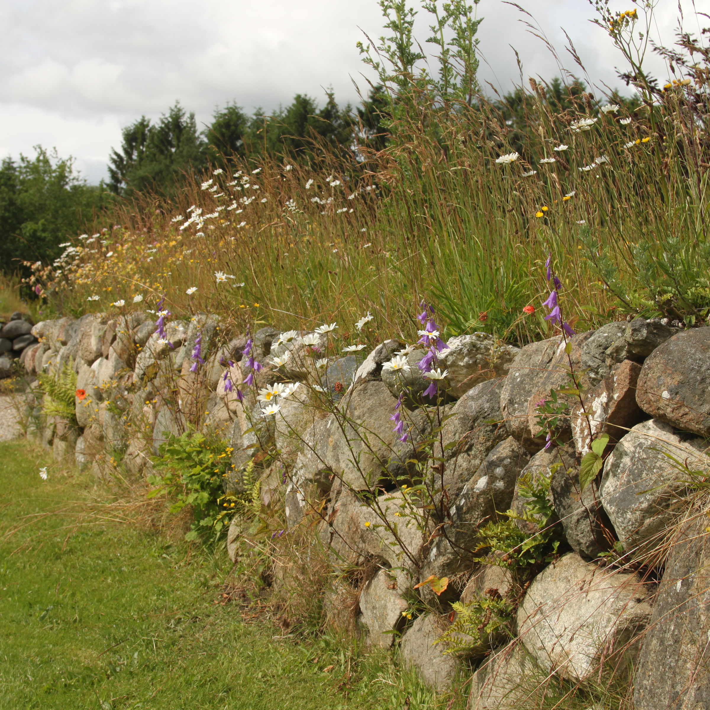 Stendige med blomster og højt græs