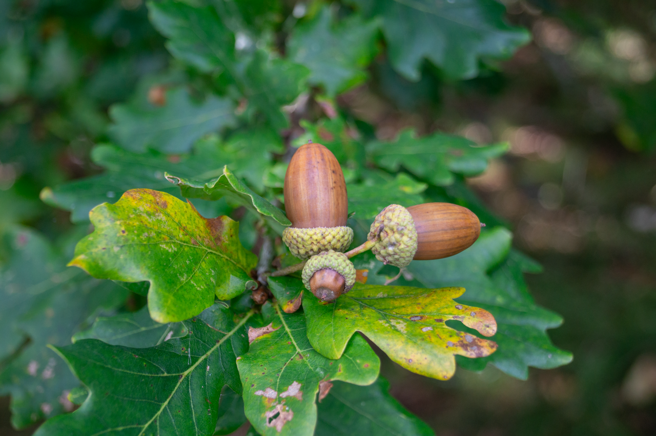 Agern på egetræ