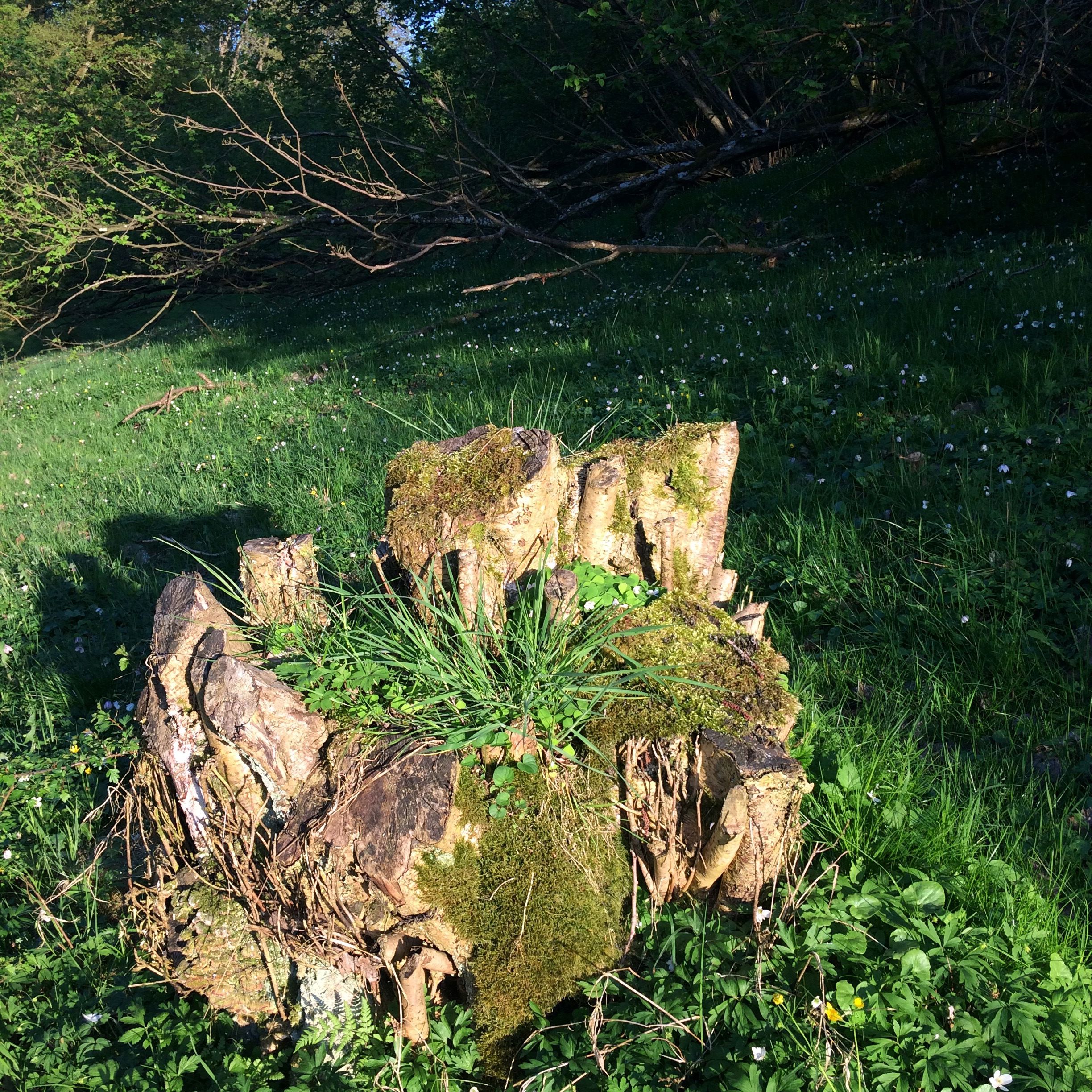 Træstub