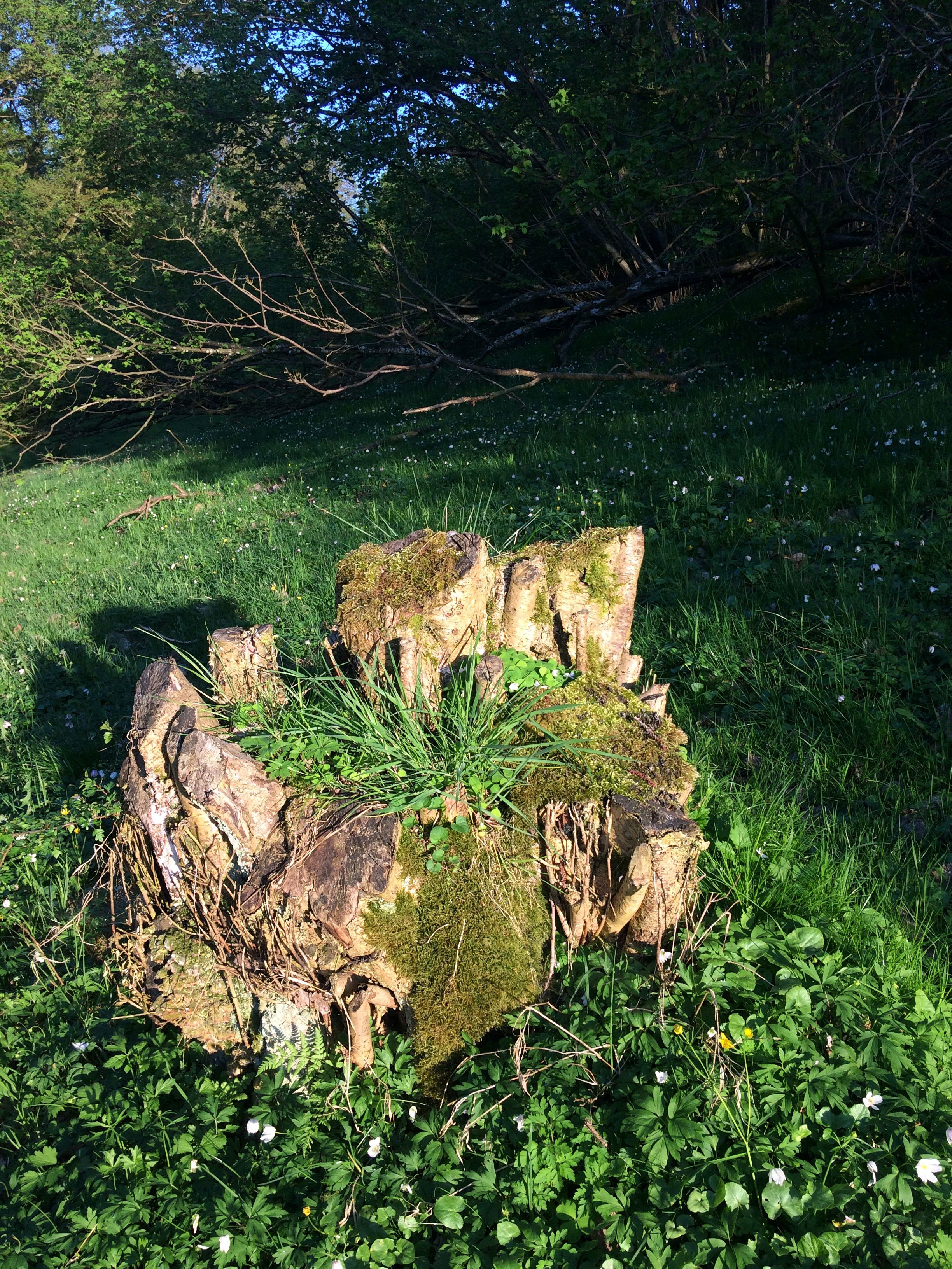 Træstub