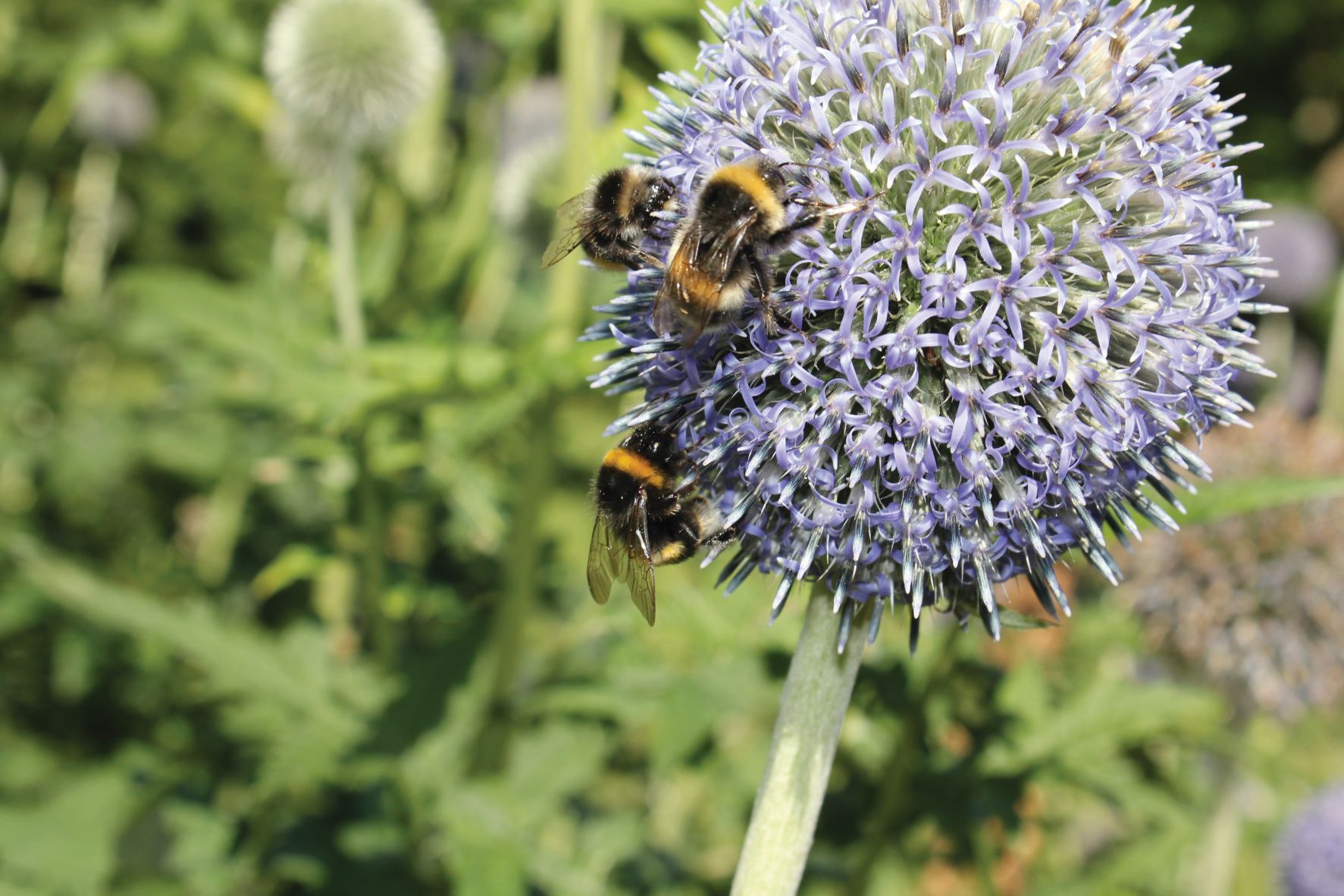 Humlebi samler nektar på kugletidsel