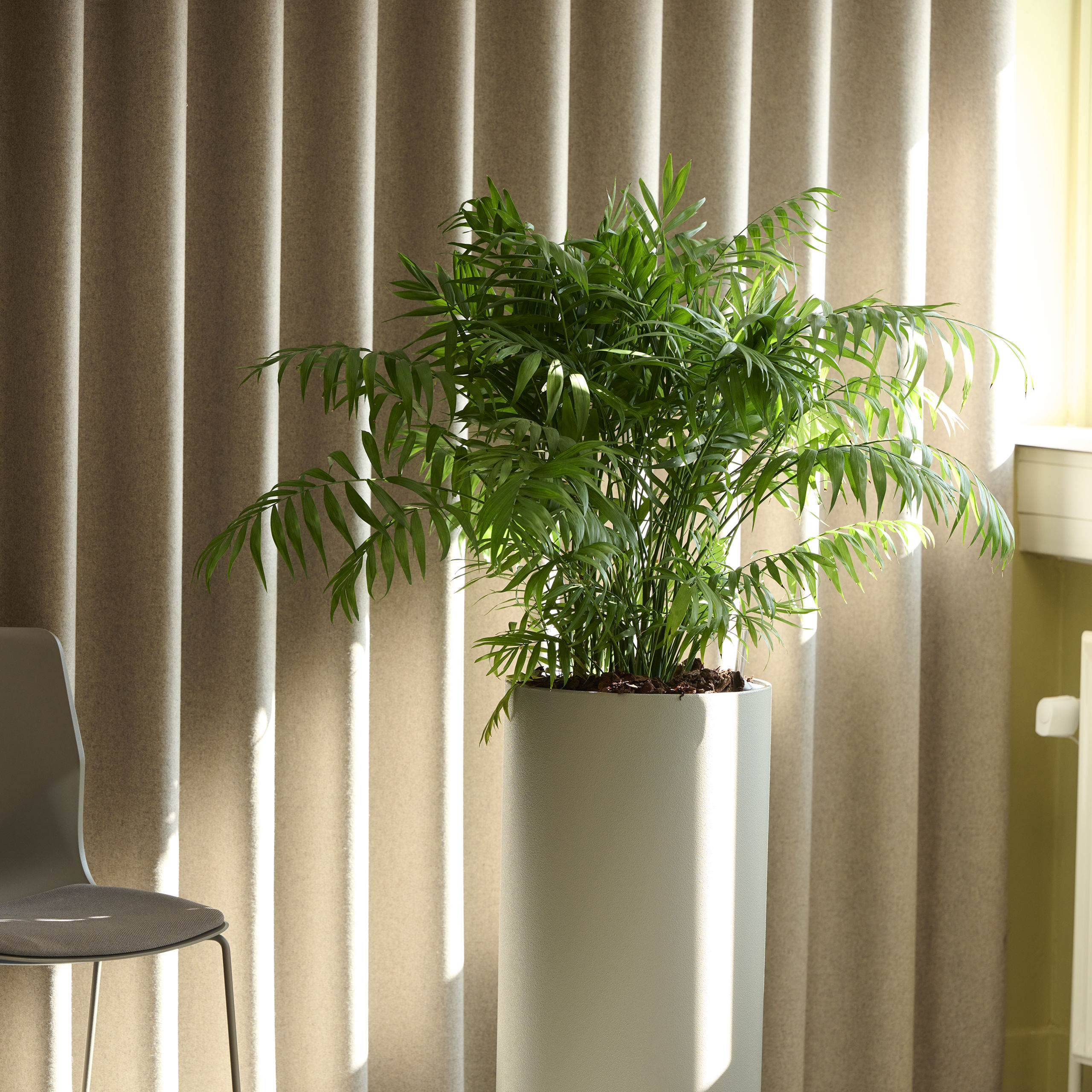 Stor Plante
