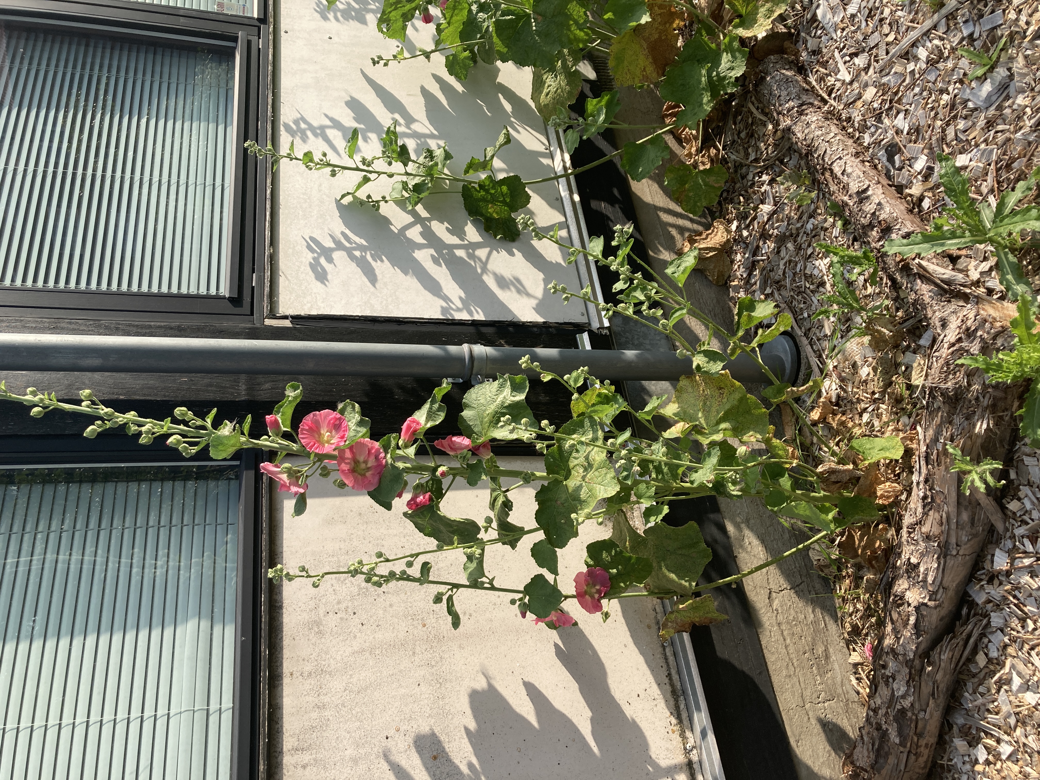 Stokrose