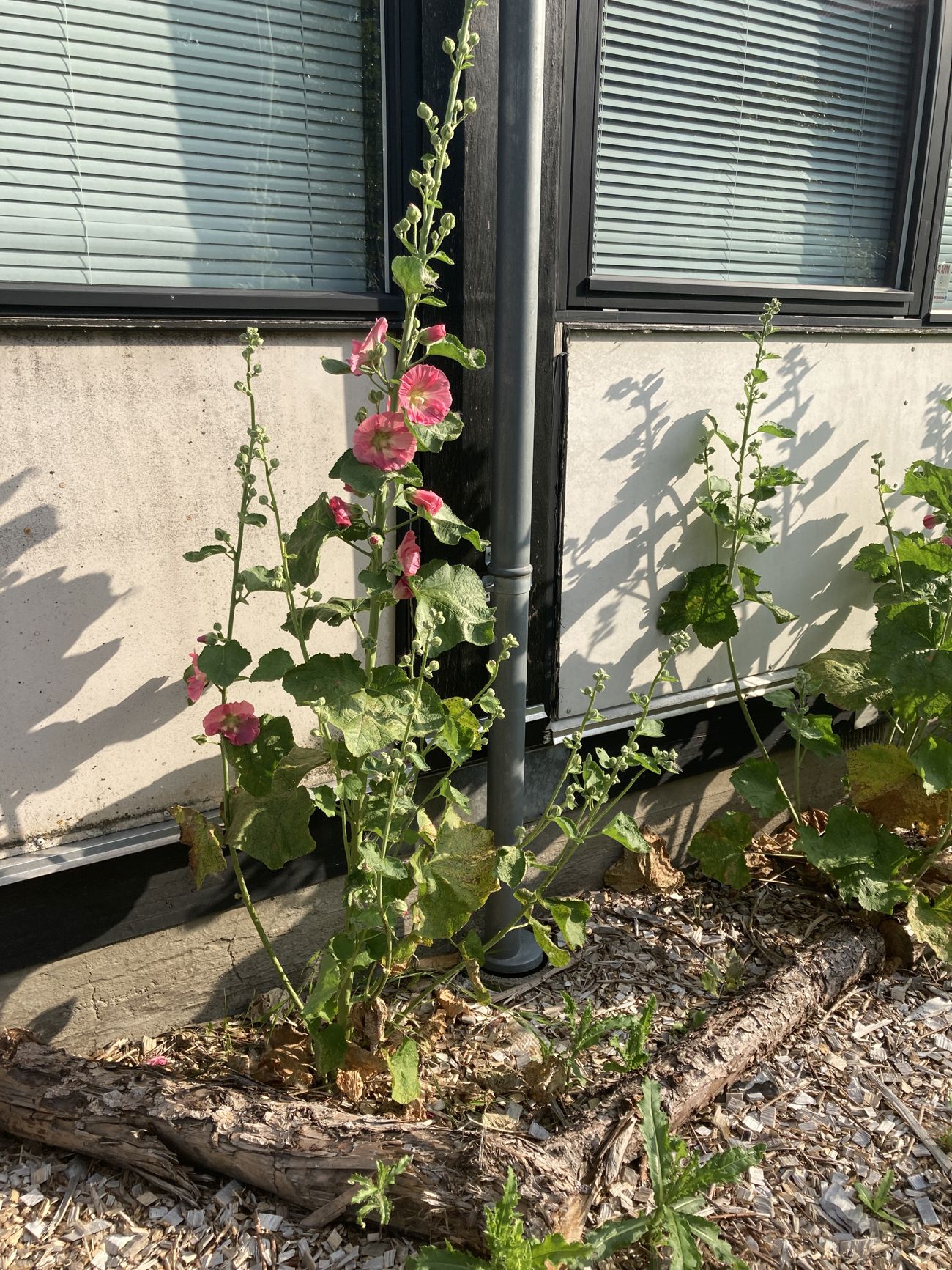 Stokrose