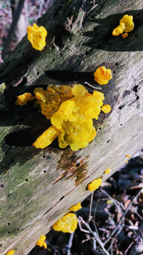 Gul bævresvamp på et gammelt træ.