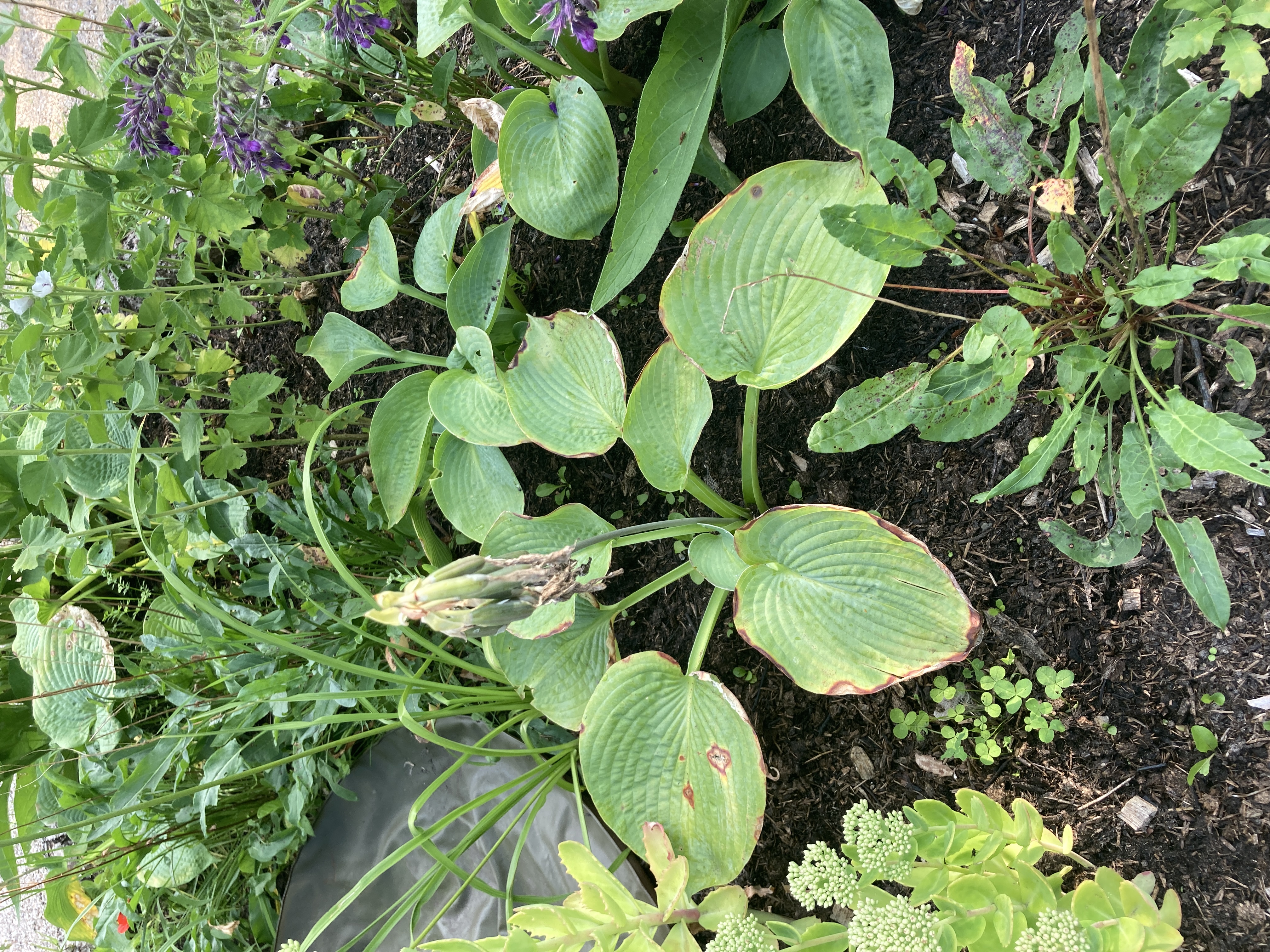 Hosta