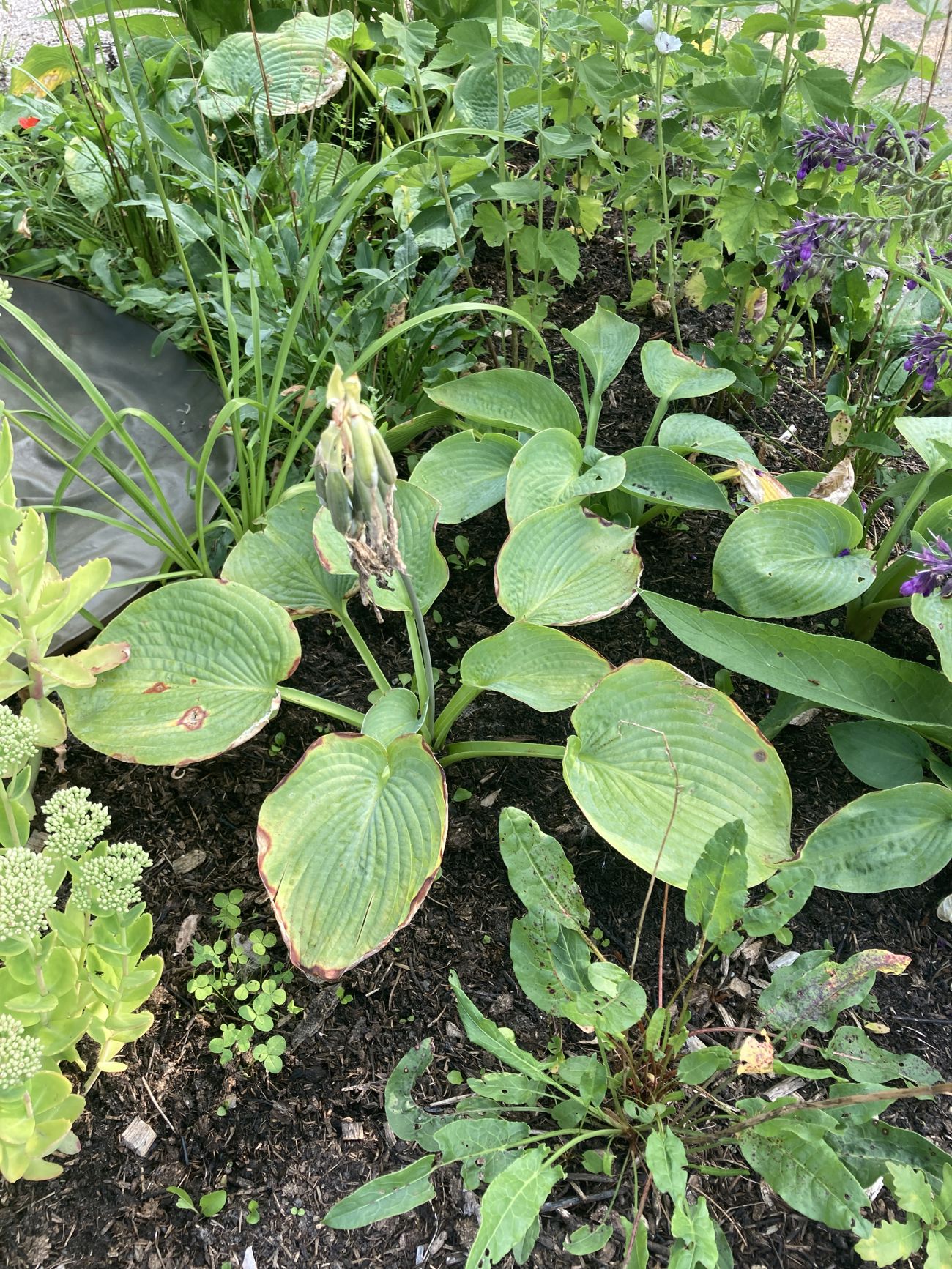 Hosta