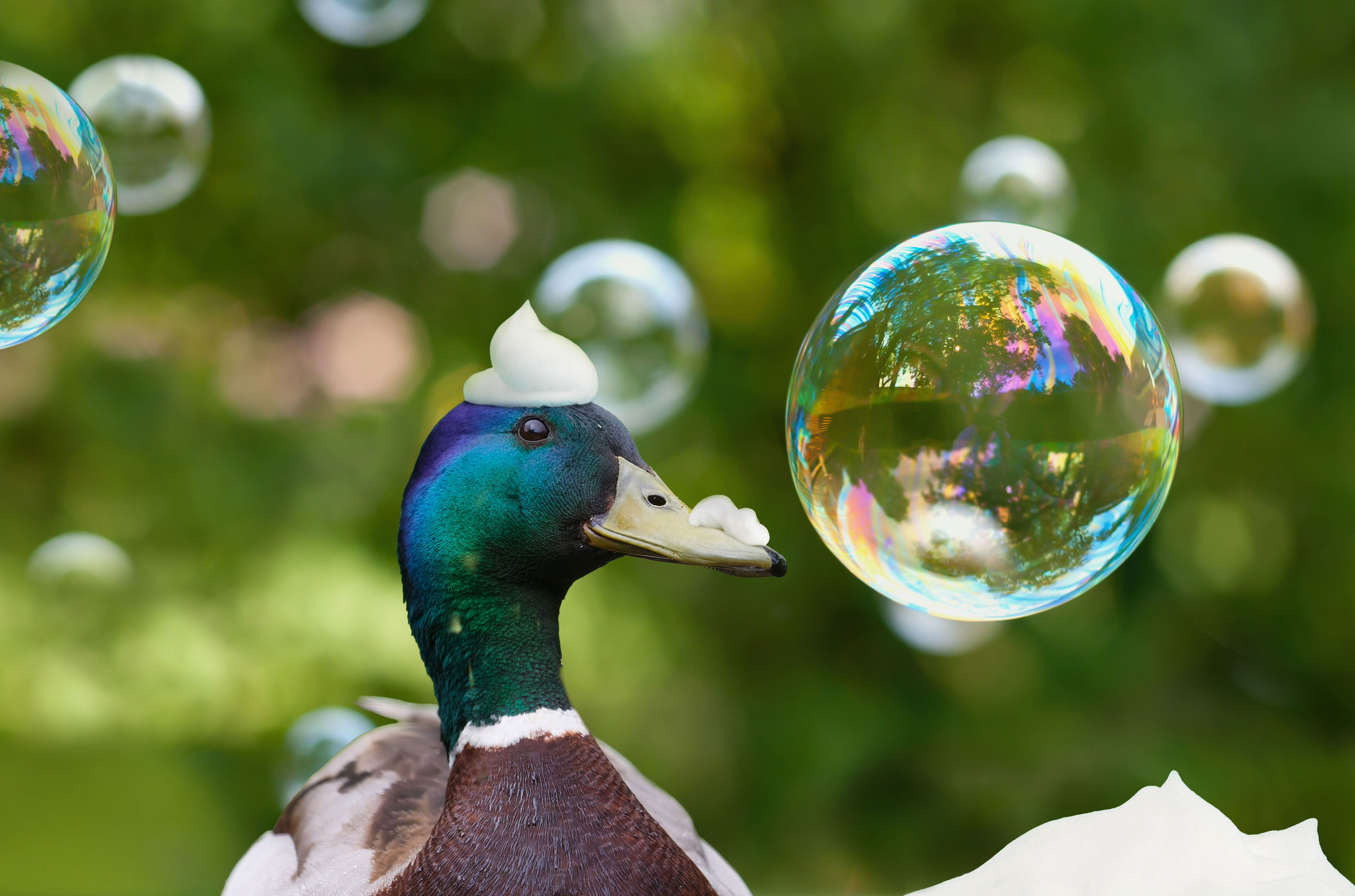 And med skumklat på hovedet