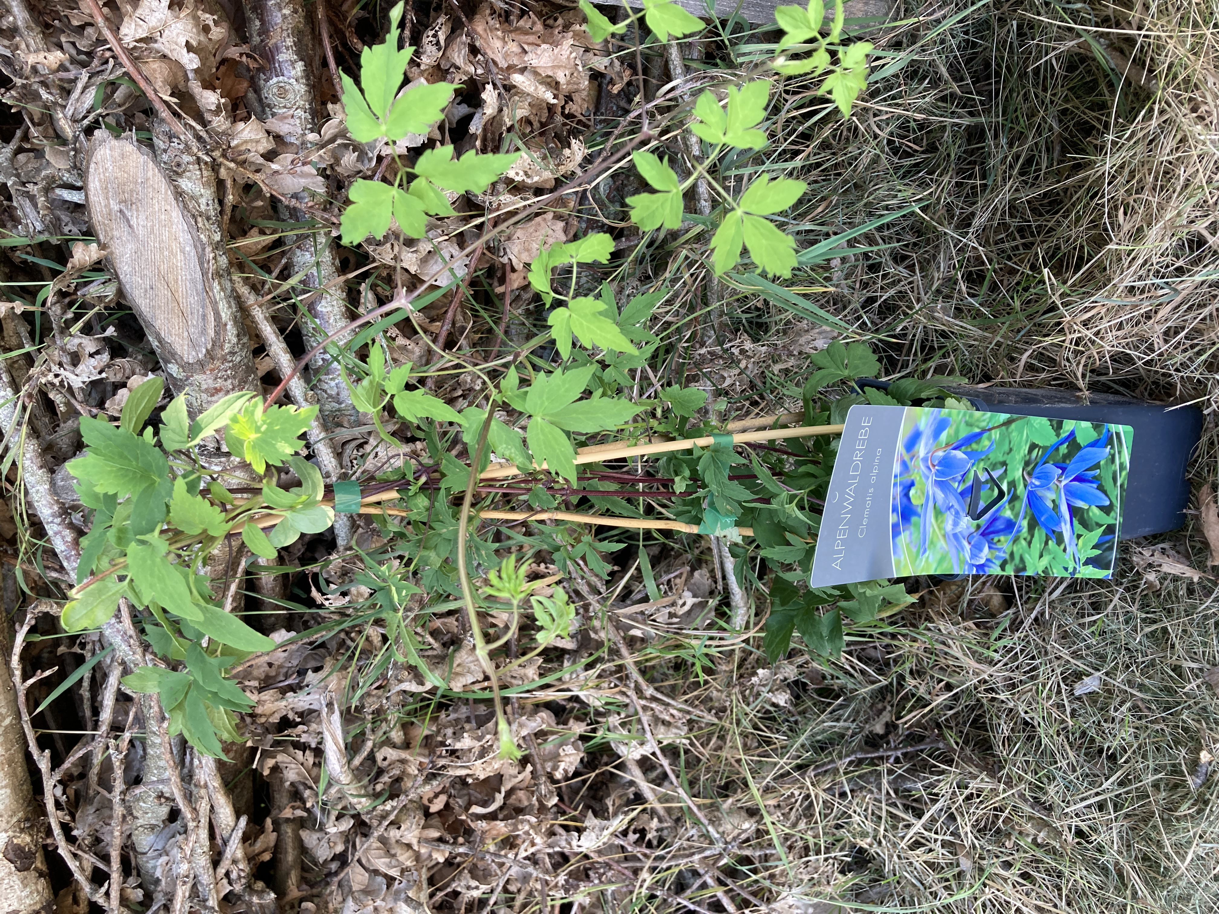 Skovranke (Clematis Alpina)