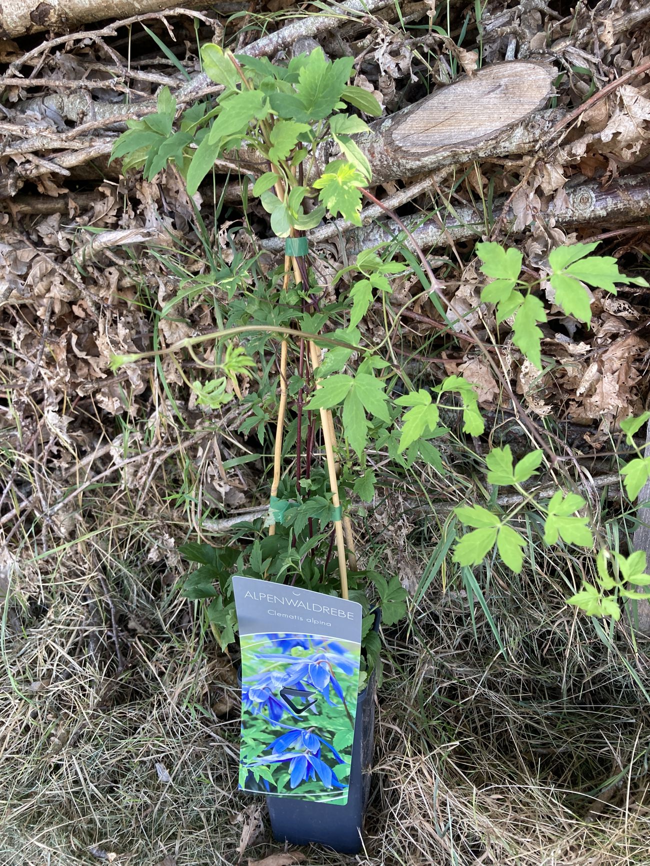 Skovranke (Clematis Alpina)