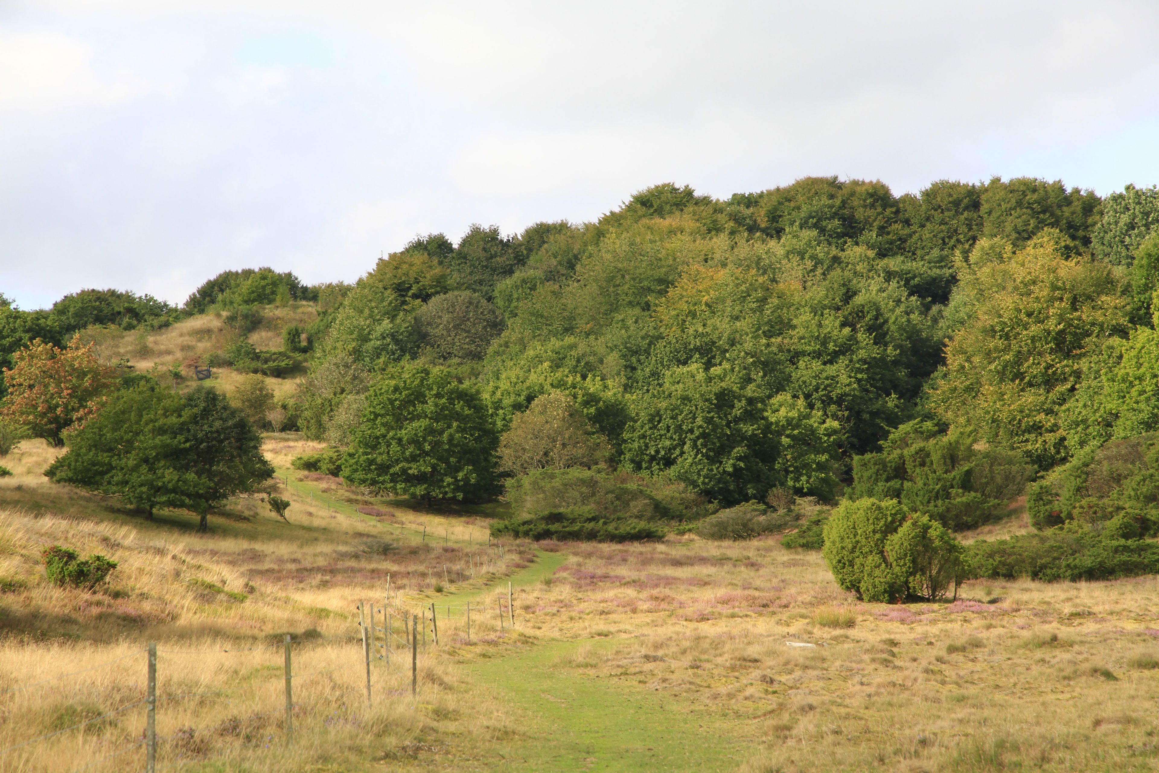 Hedelandskab og skov i Hammer Bakker