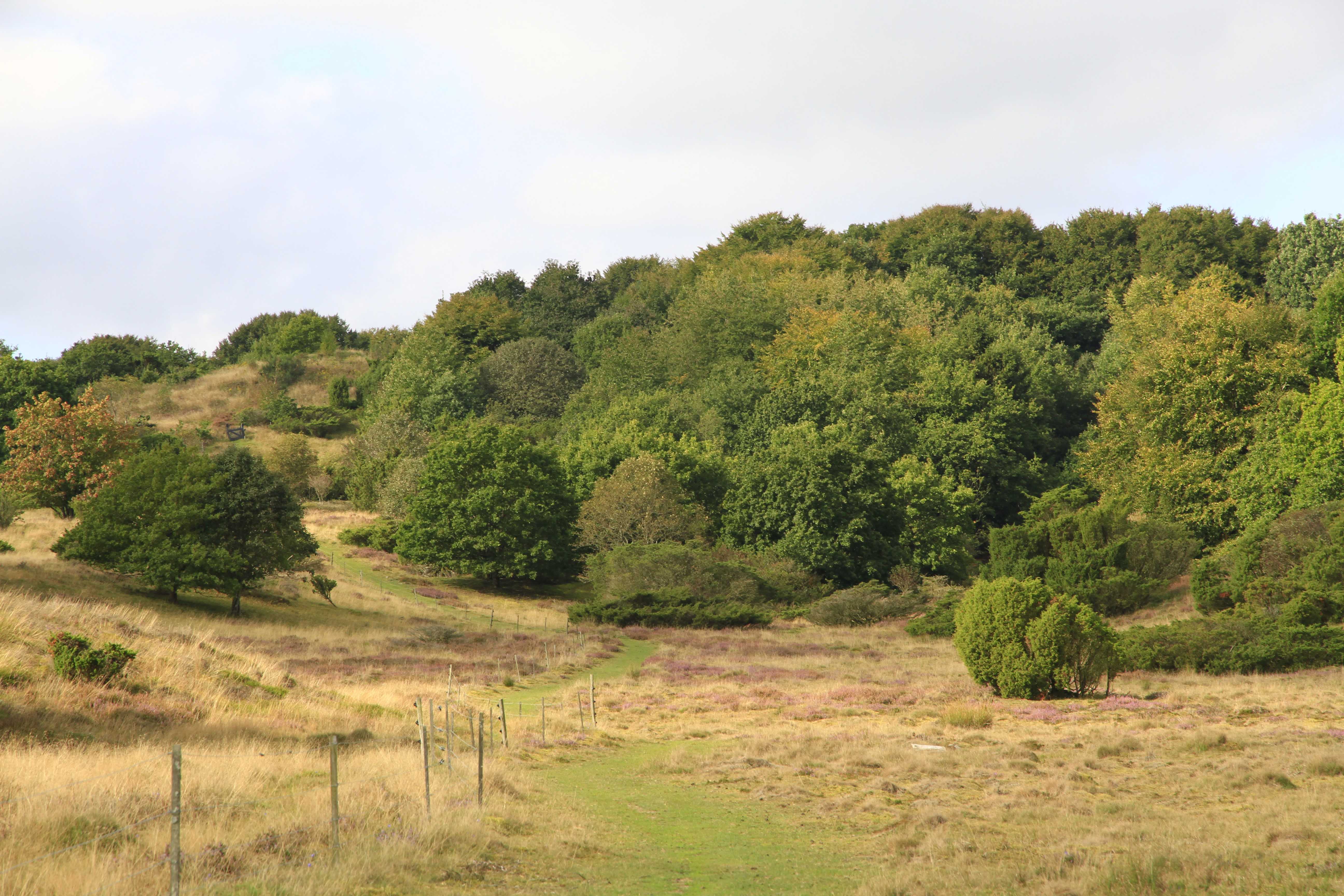 Hedelandskab og skov i Hammer Bakker