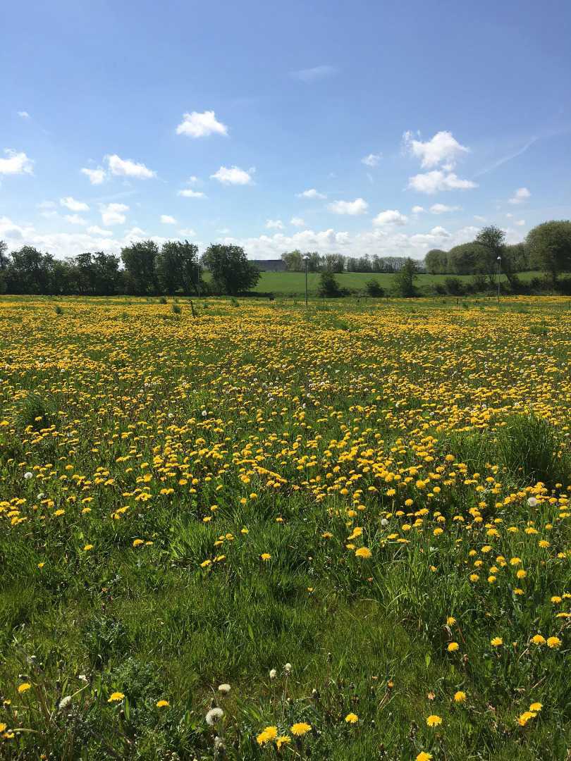 Nåleøjet i Vester Hassing
