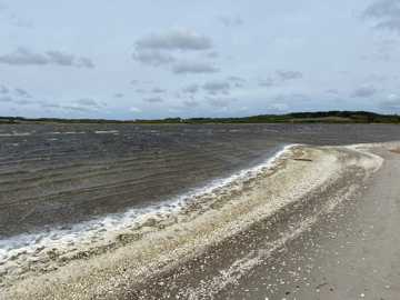 Navet Halkær Bredning