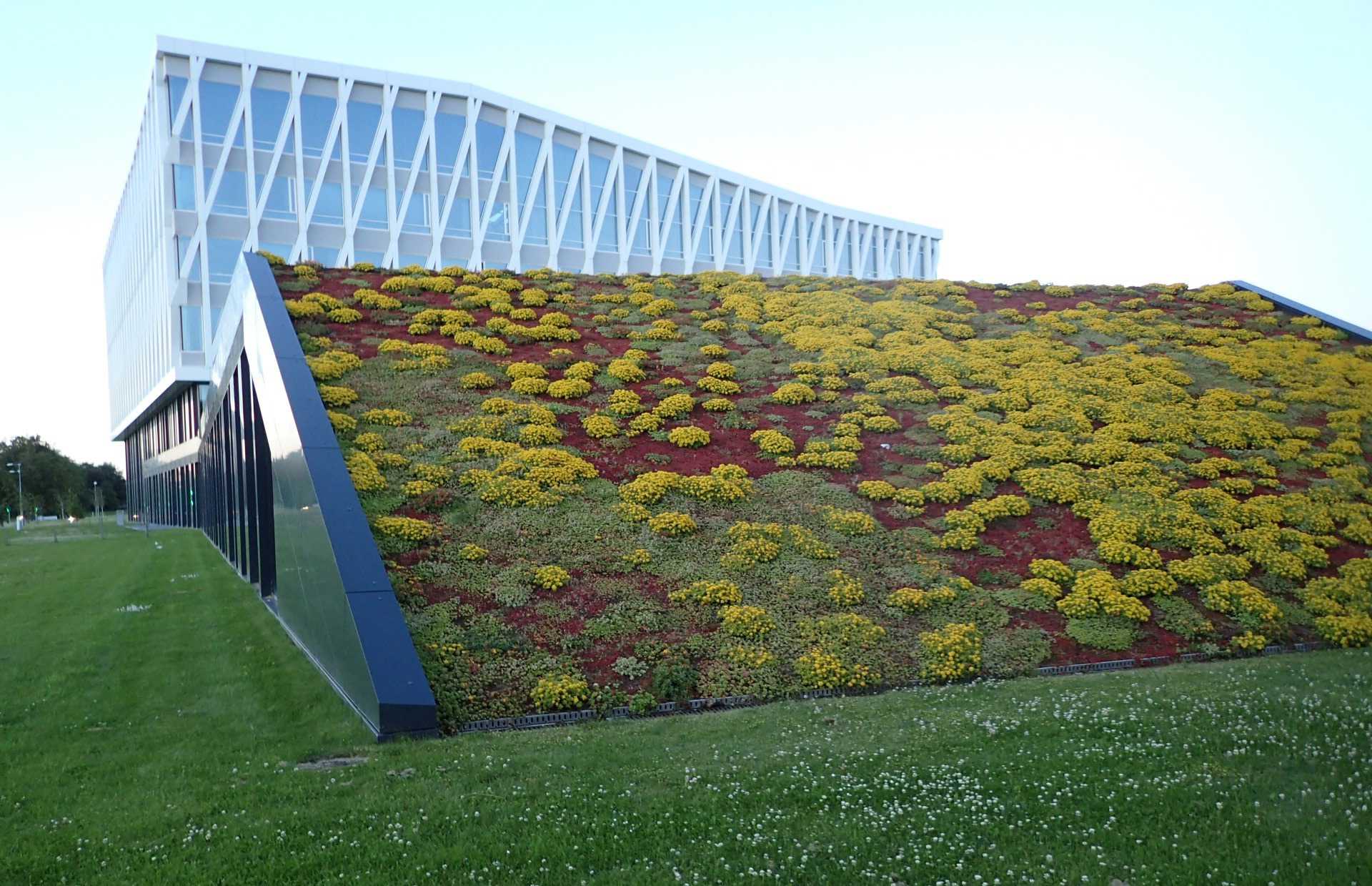 Grønt tag på rådhuset i Viborg