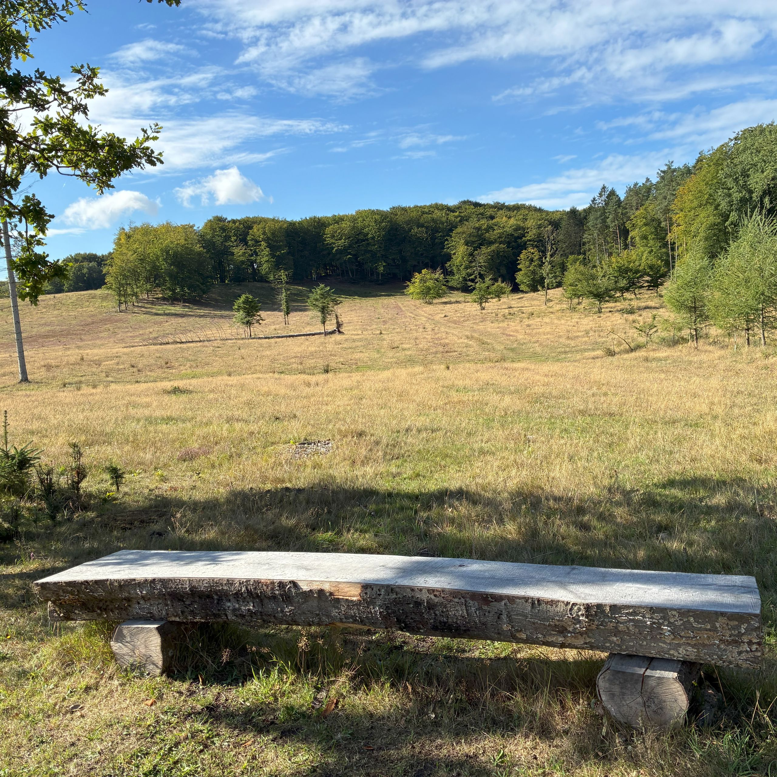 Udsigt over naturgenoprettet landskab langs vandreruten