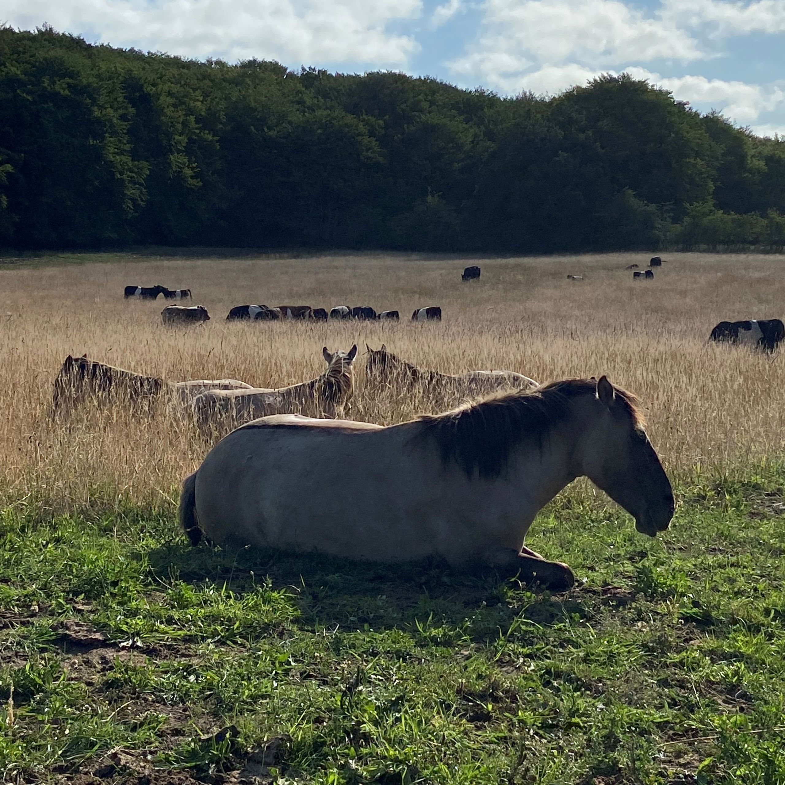 Naturheste i Hammer Bakker