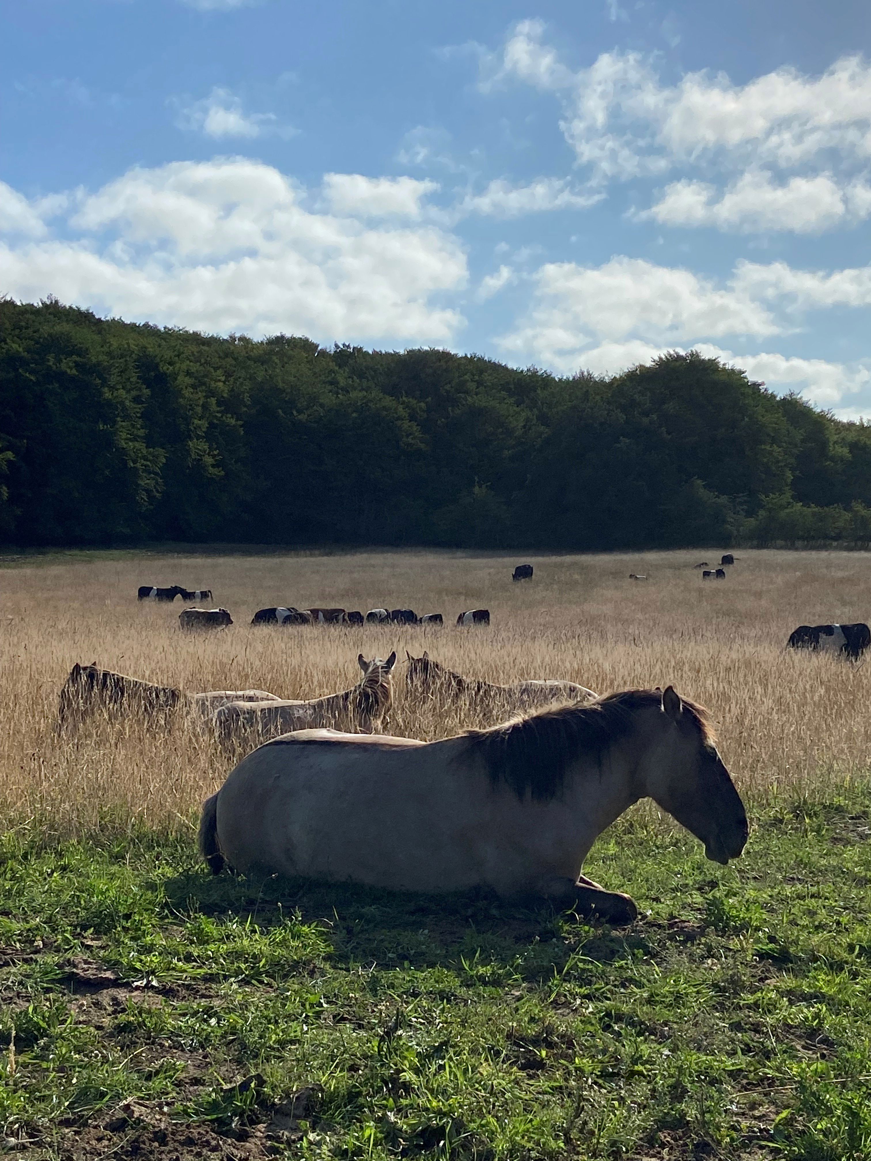 Naturheste i Hammer Bakker