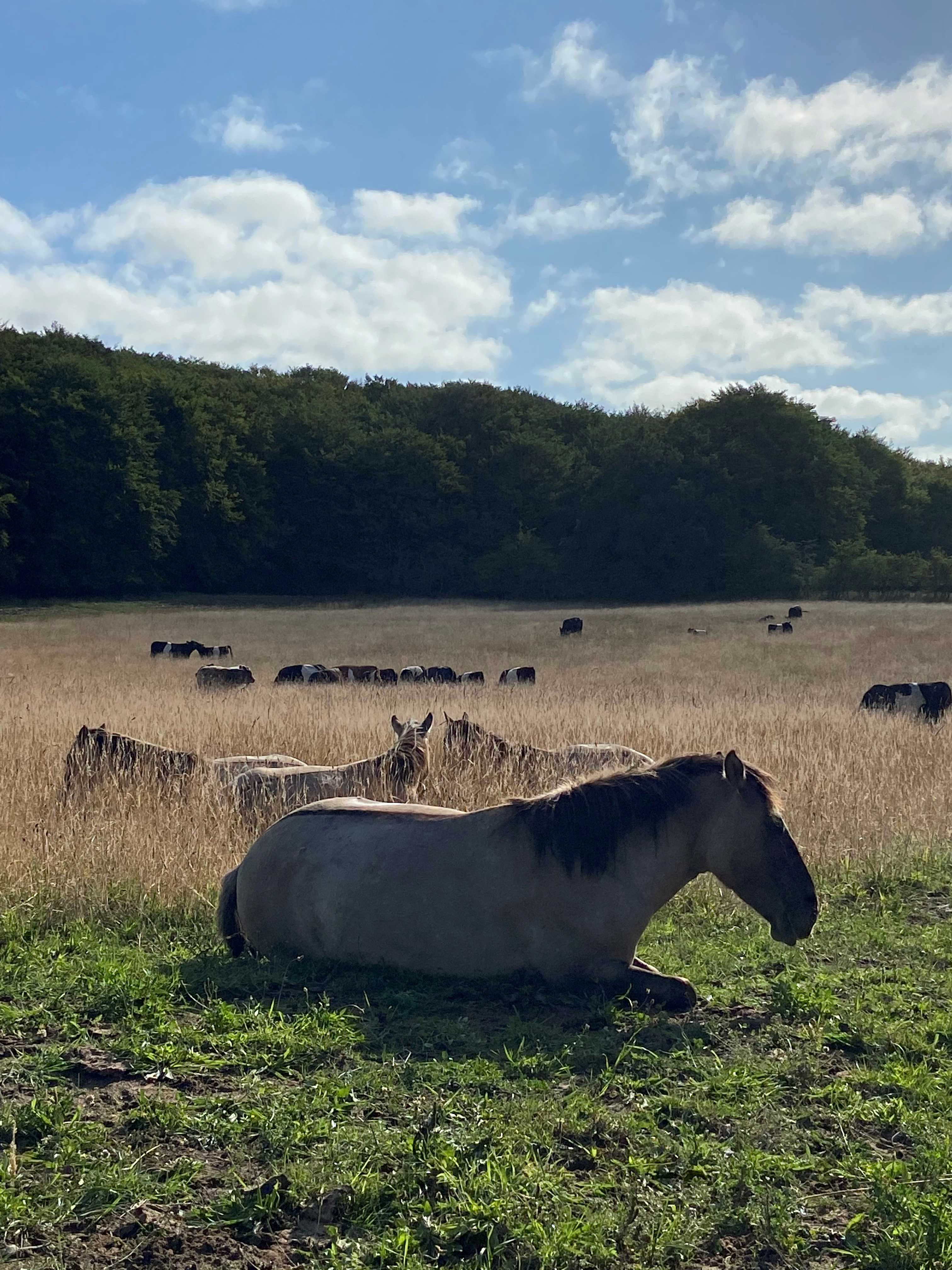 Naturheste i Hammer Bakker