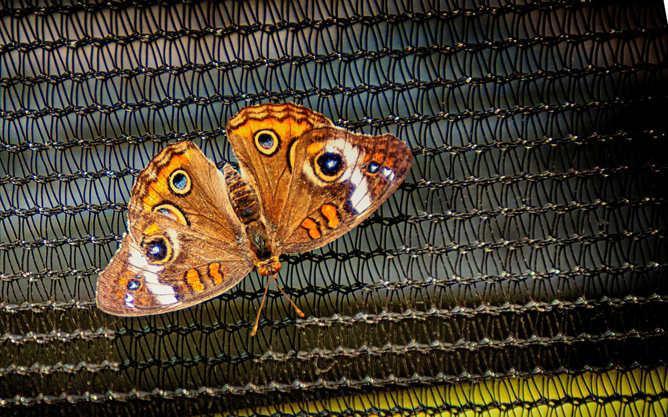 Sommerfugl der sidder på et net