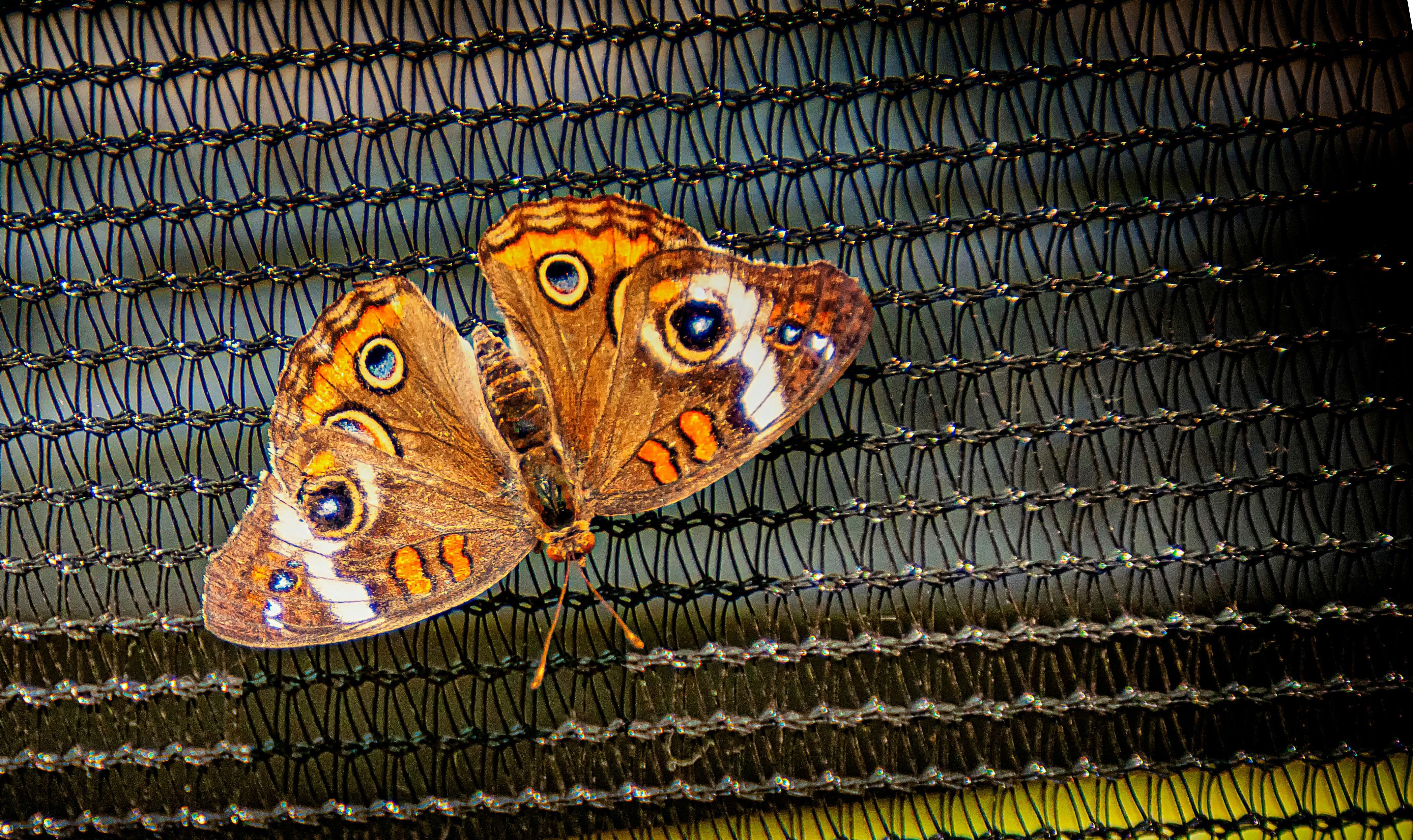 Sommerfugl der sidder på et net