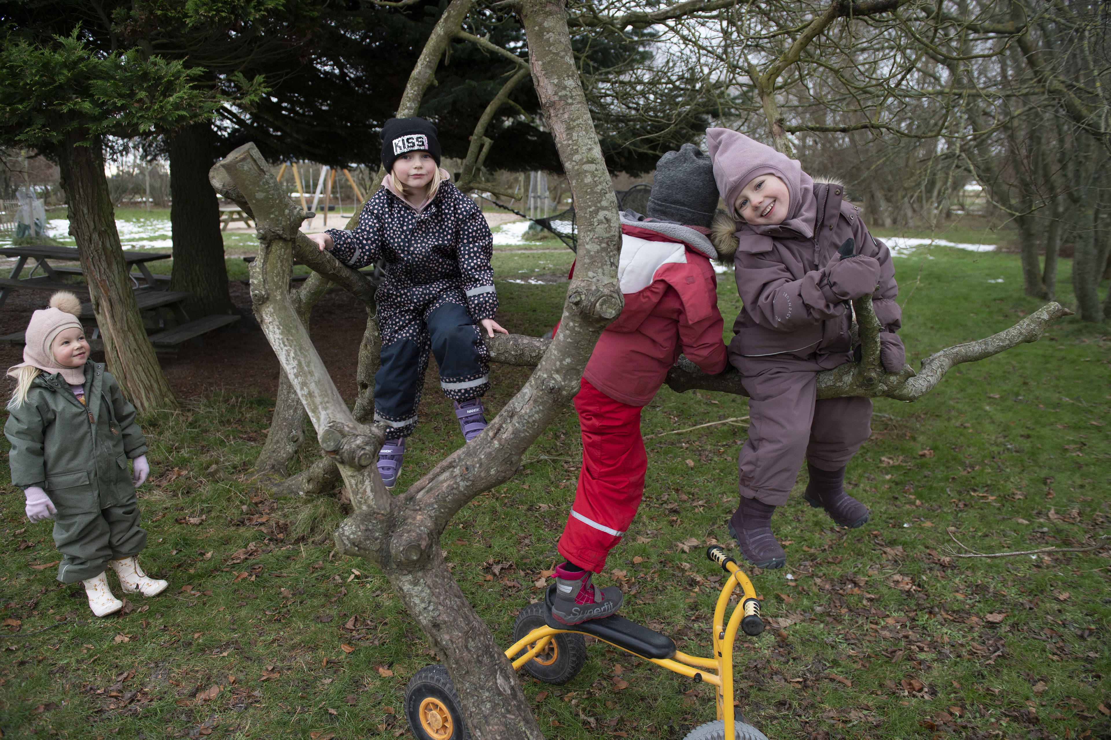 Børn der leger i et træ på legeplads