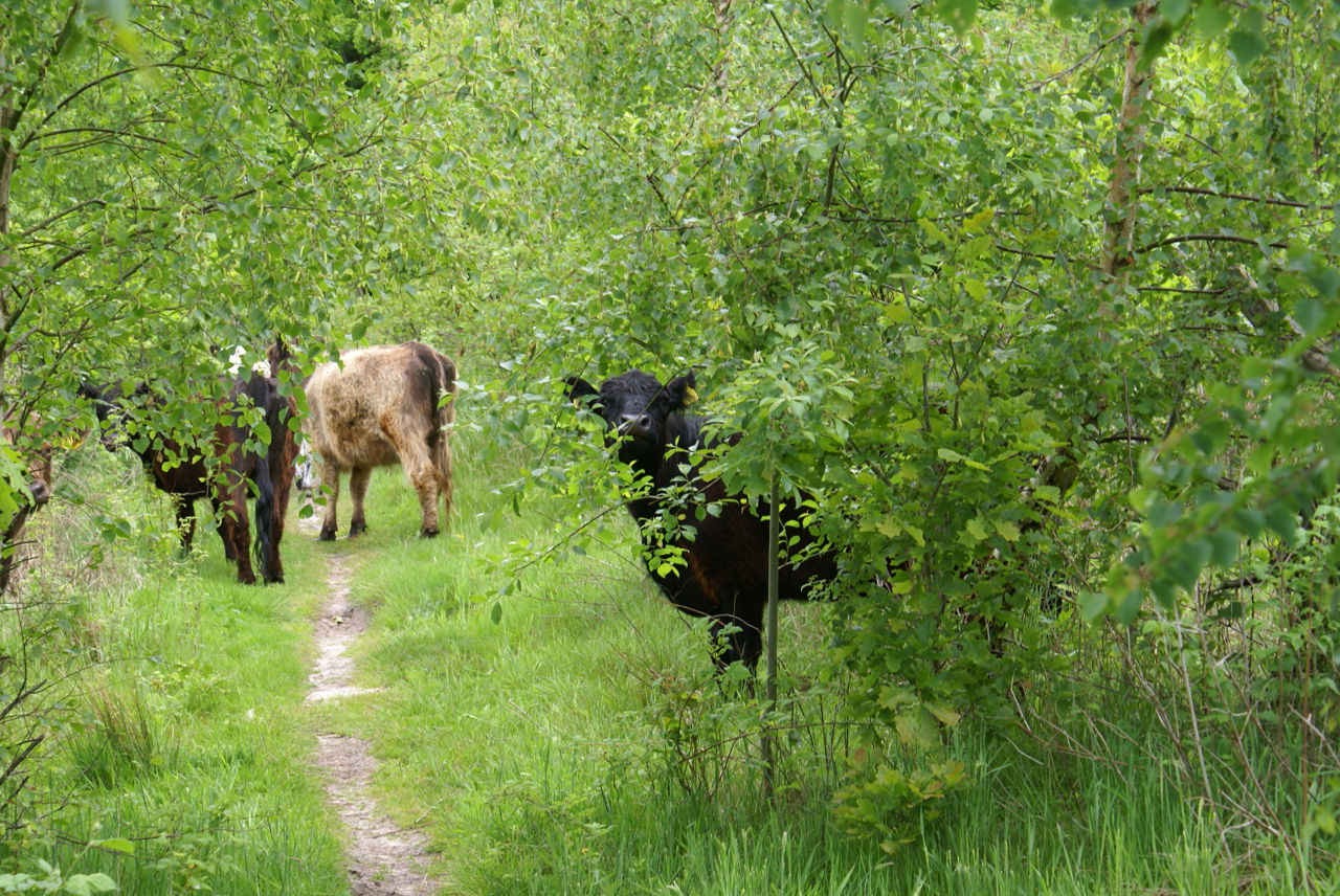 Græssende køer i Hammer Bakker