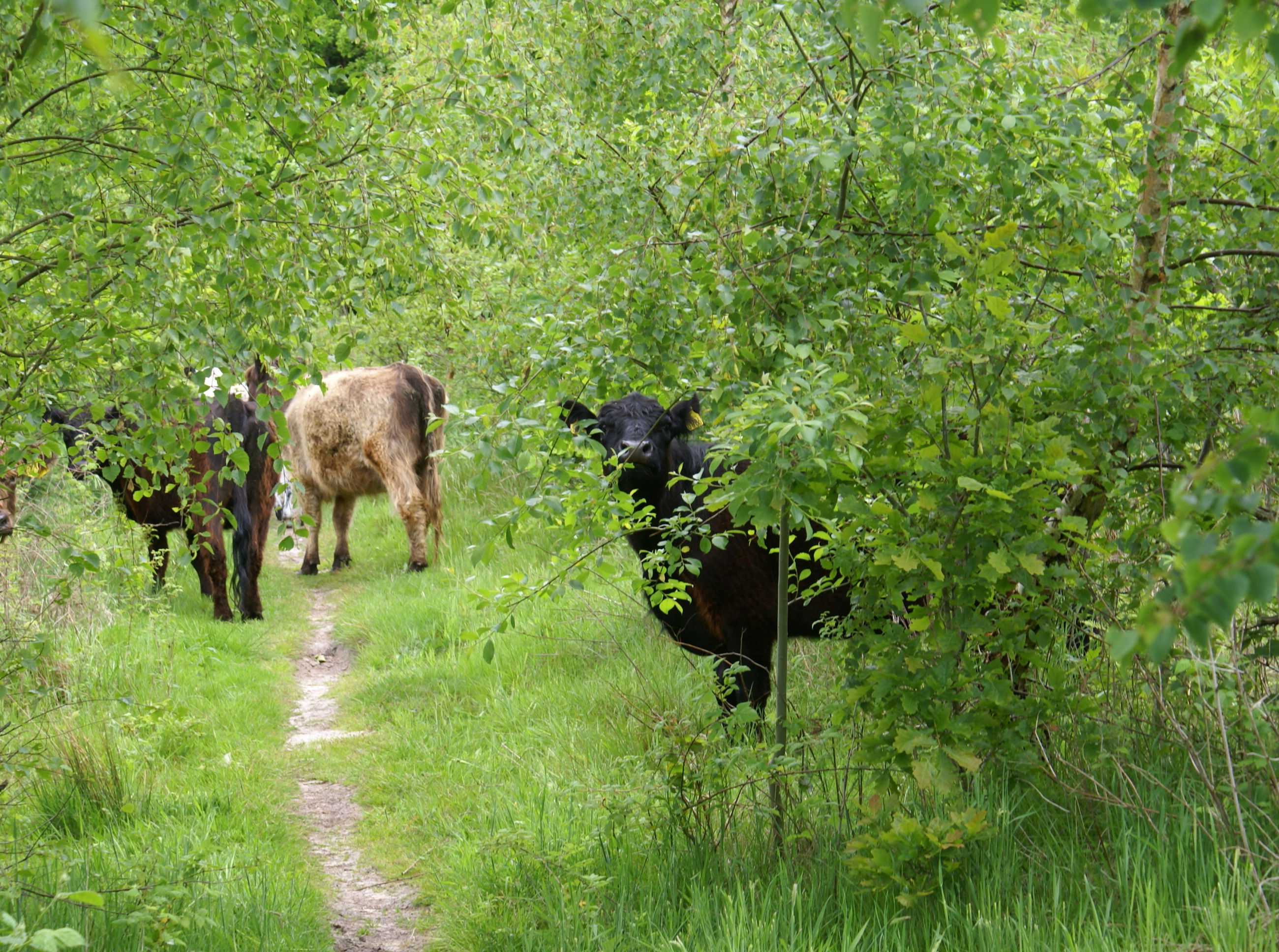 Græssende køer i Hammer Bakker