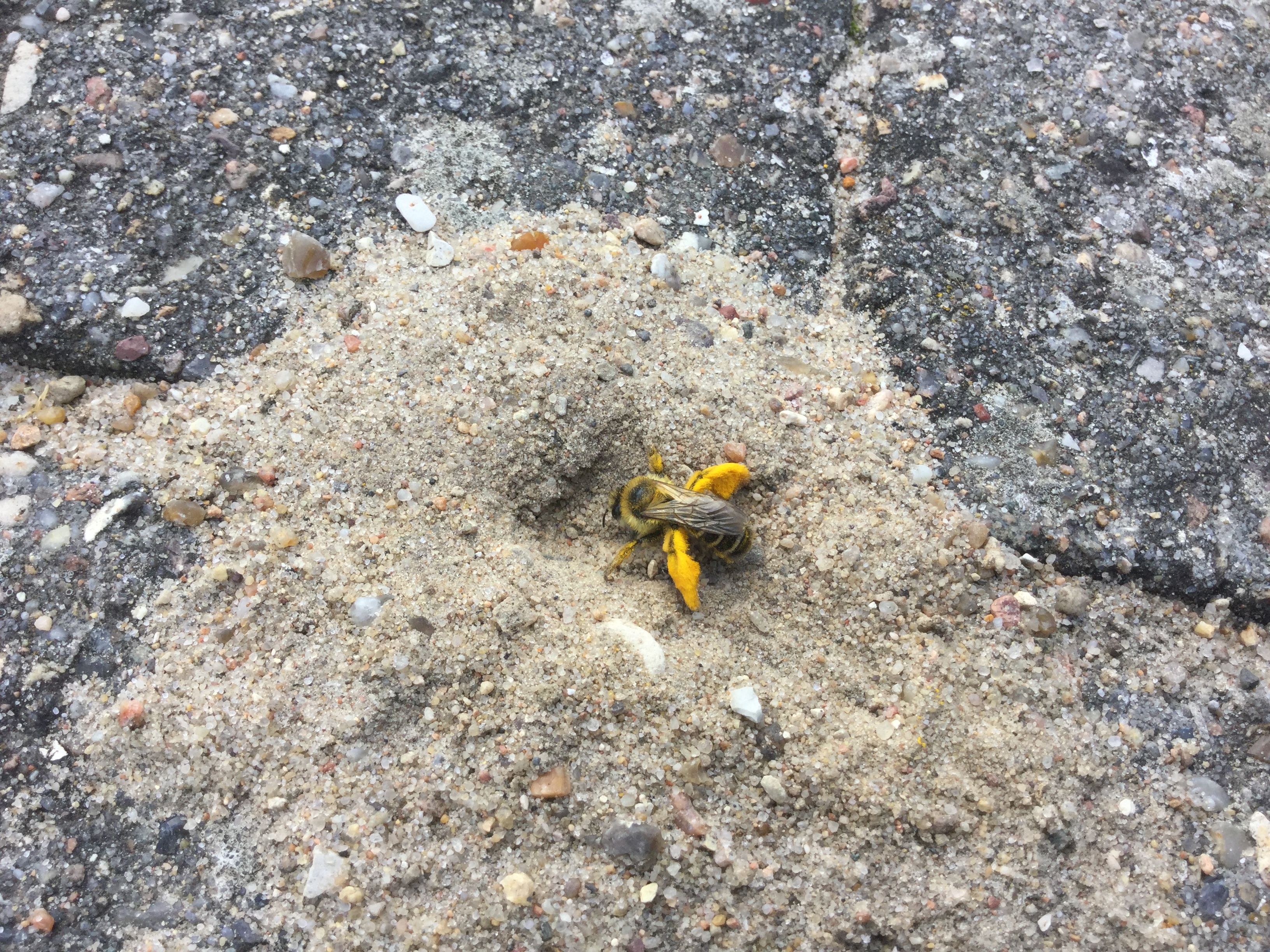 Pragtbuksebi i sand mellem fliser