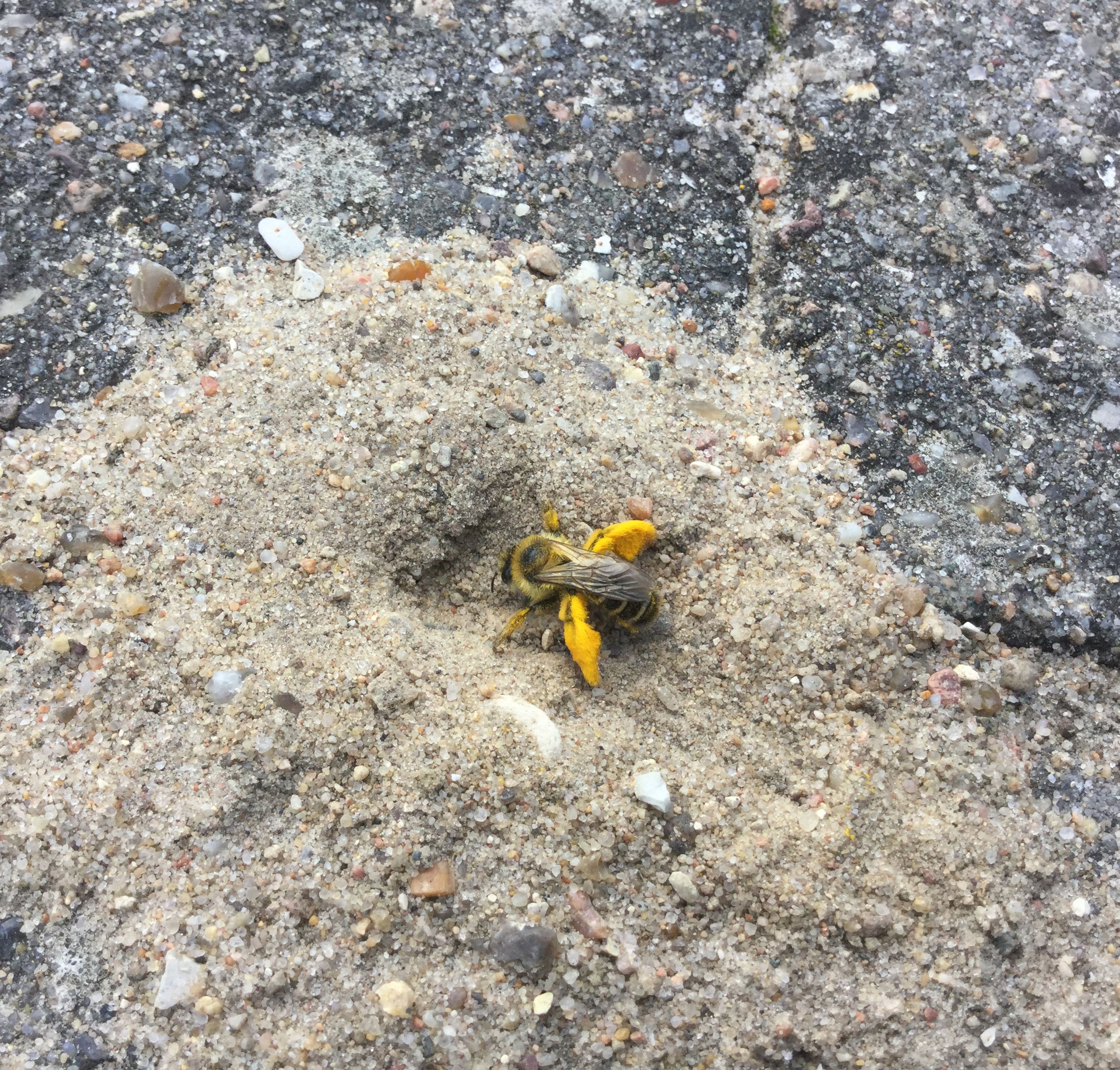 Pragtbuksebi i sand mellem fliser