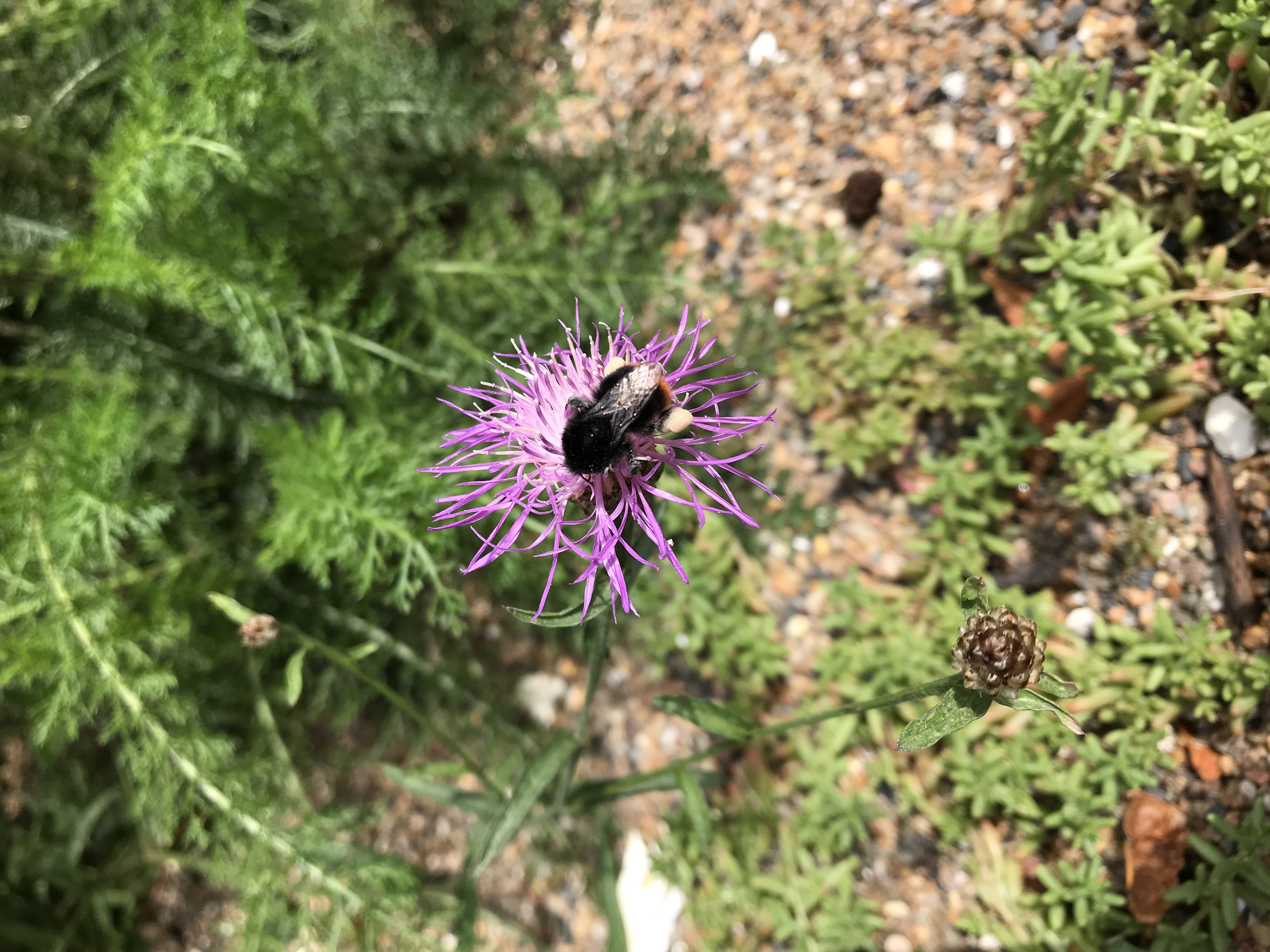 Stenhumle på stor knop urt