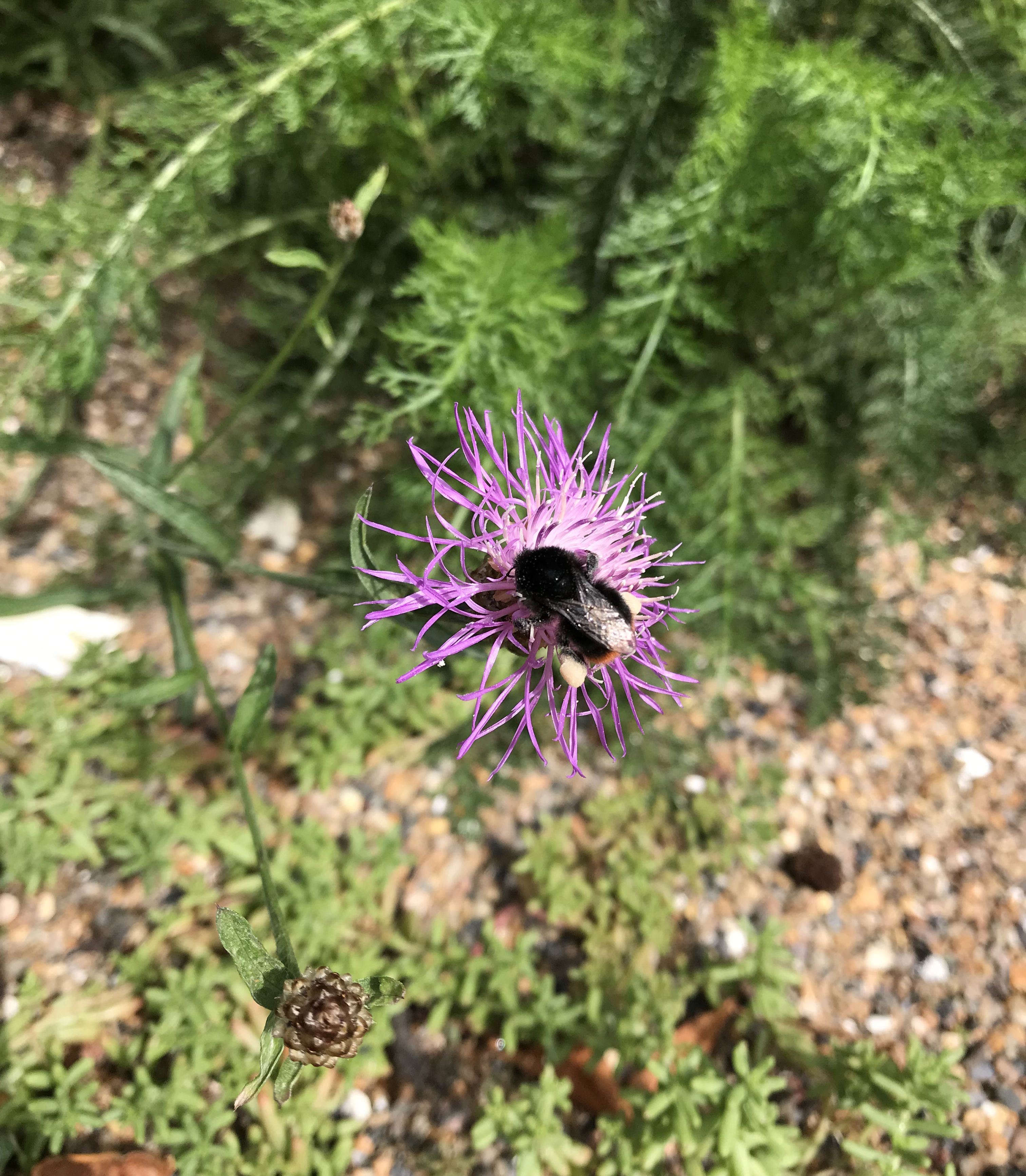 Stenhumle på stor knop urt