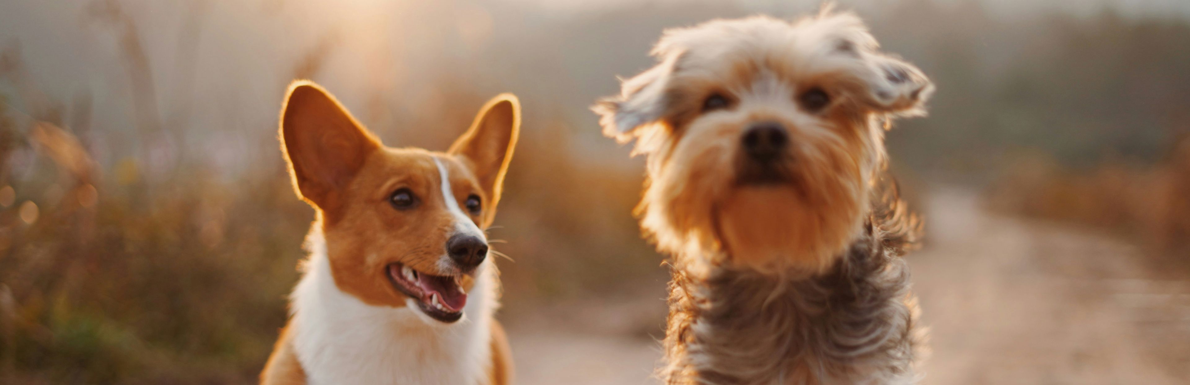 2 hunde